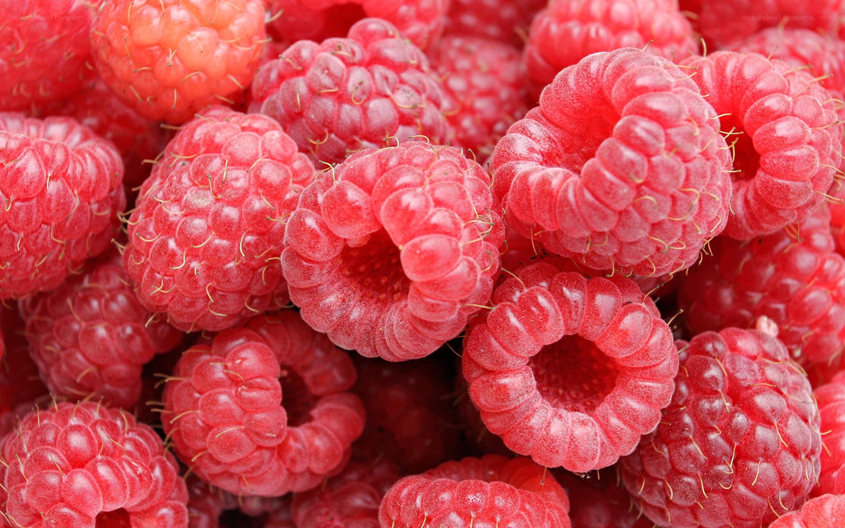 Fresh red raspberries