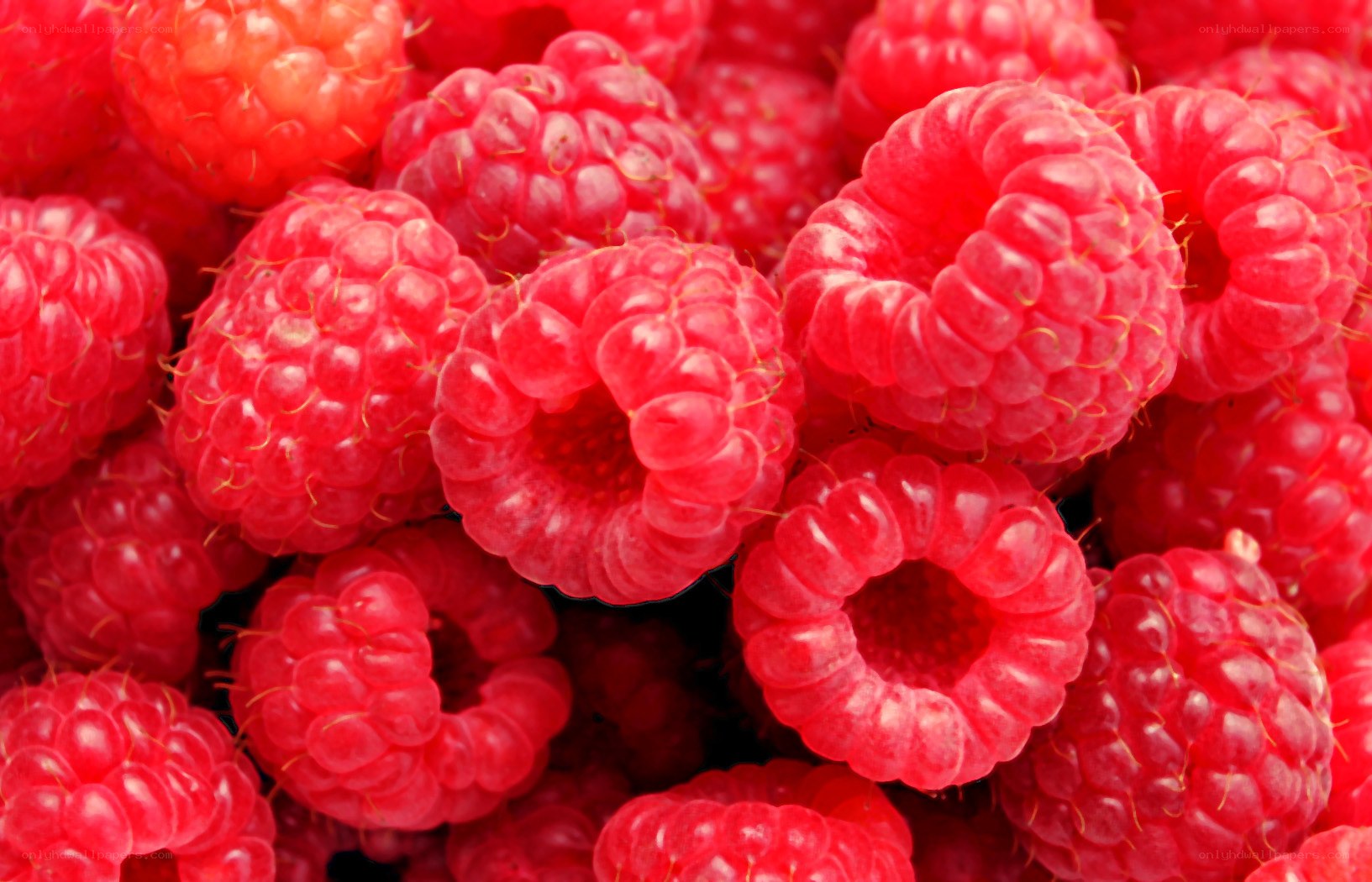 Fresh red raspberries