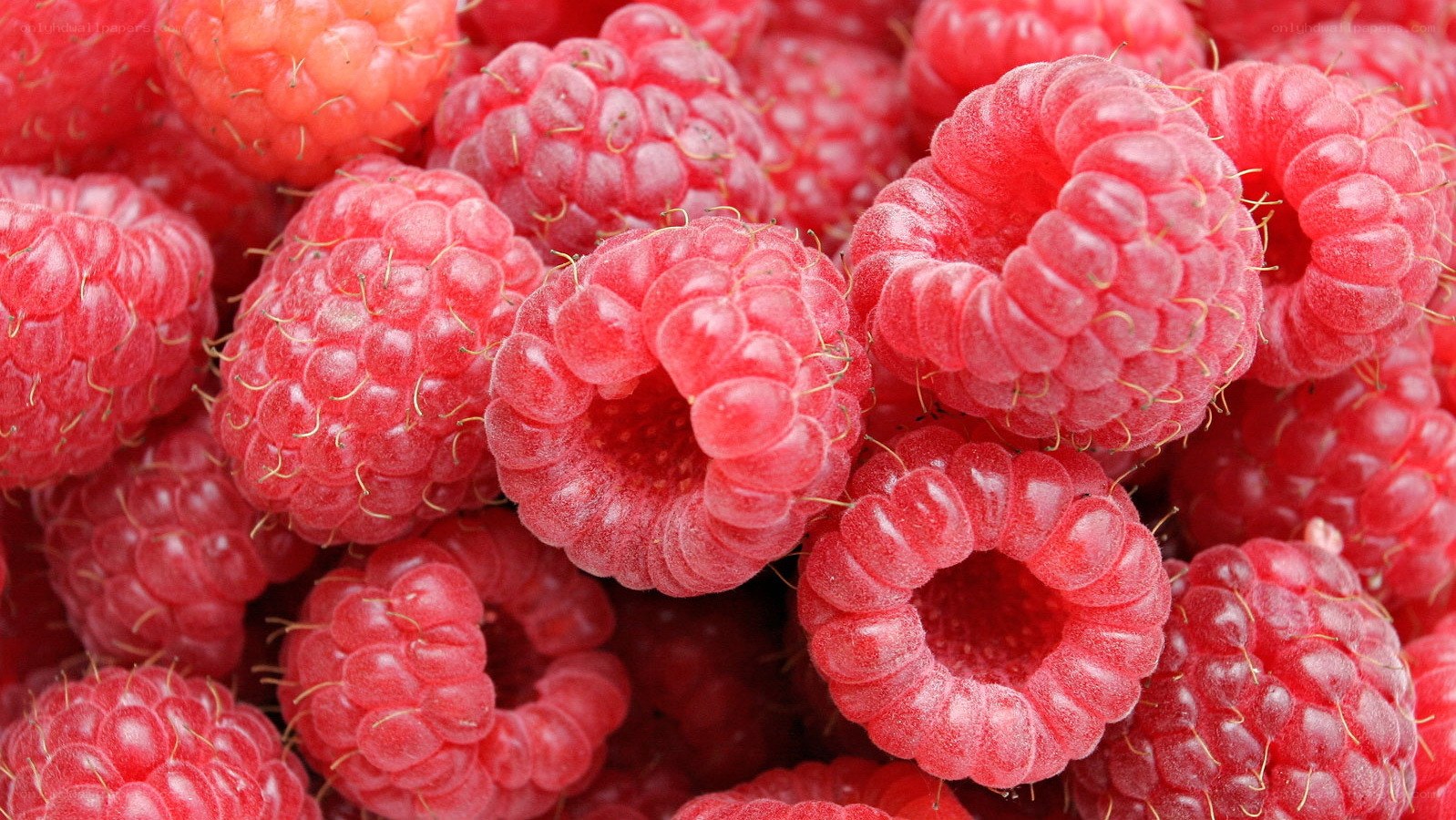Fresh red raspberries
