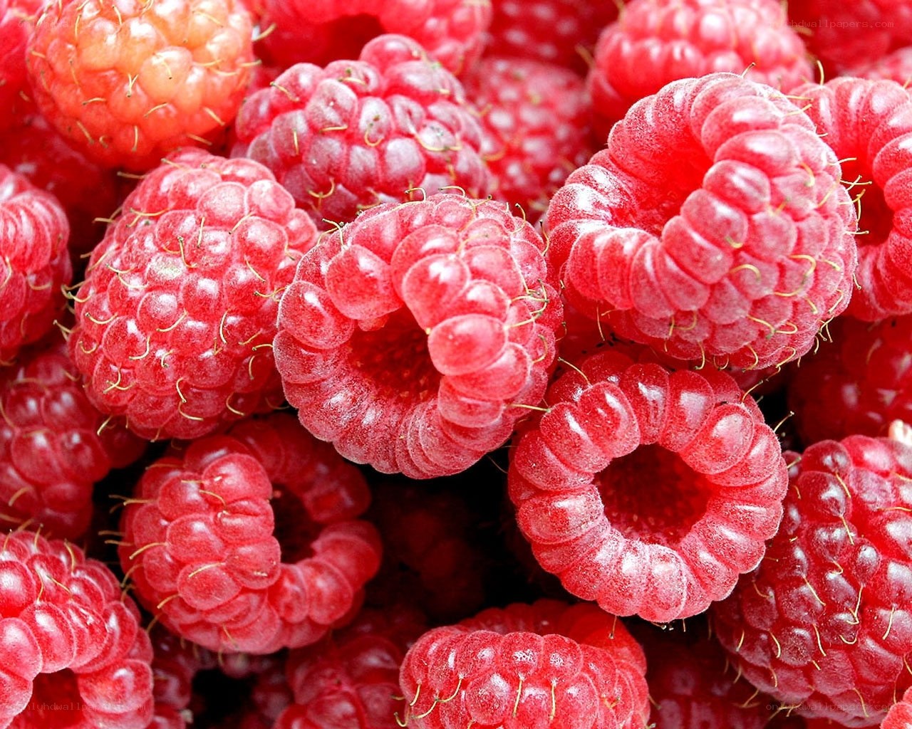 Fresh red raspberries