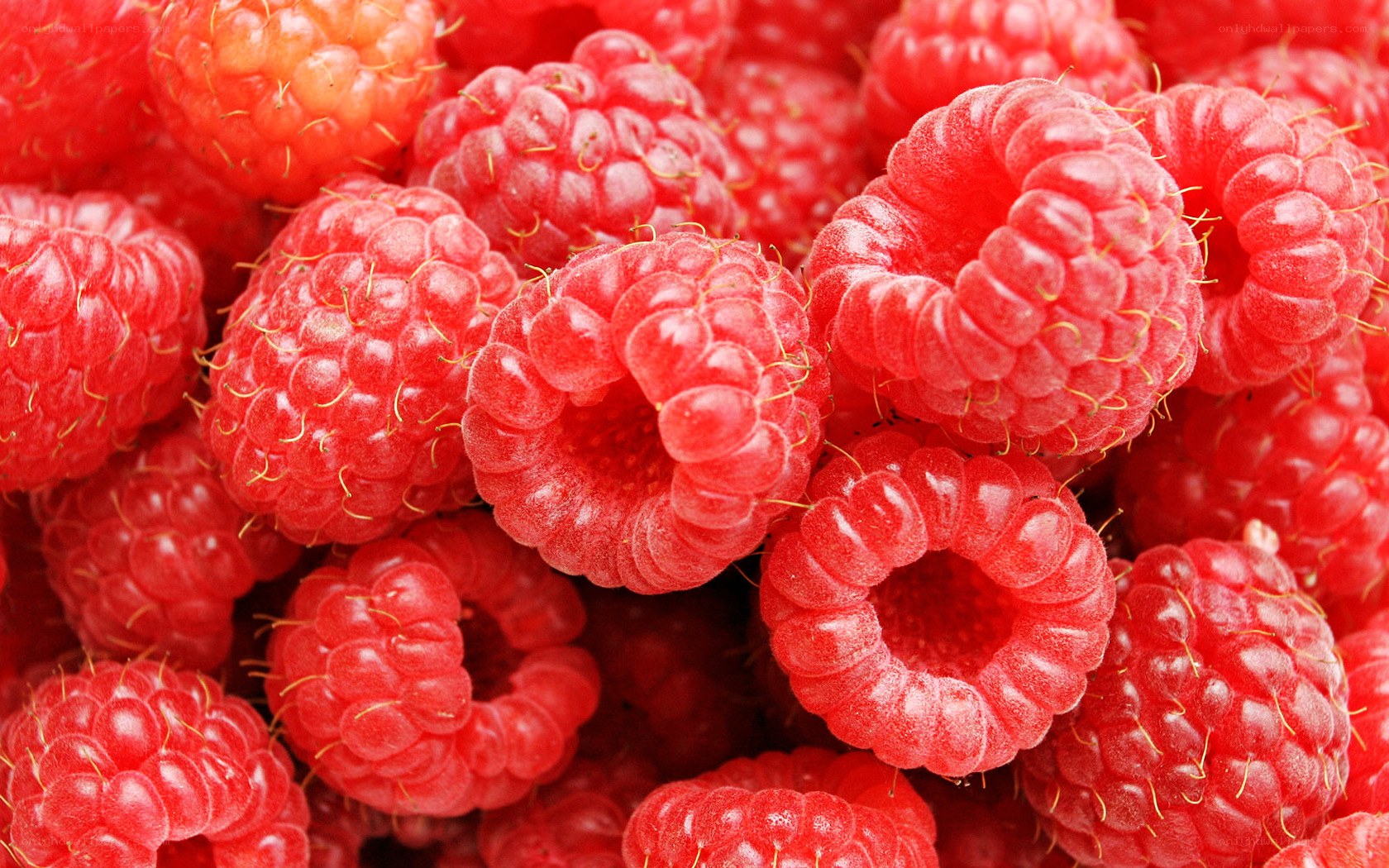 Fresh red raspberries