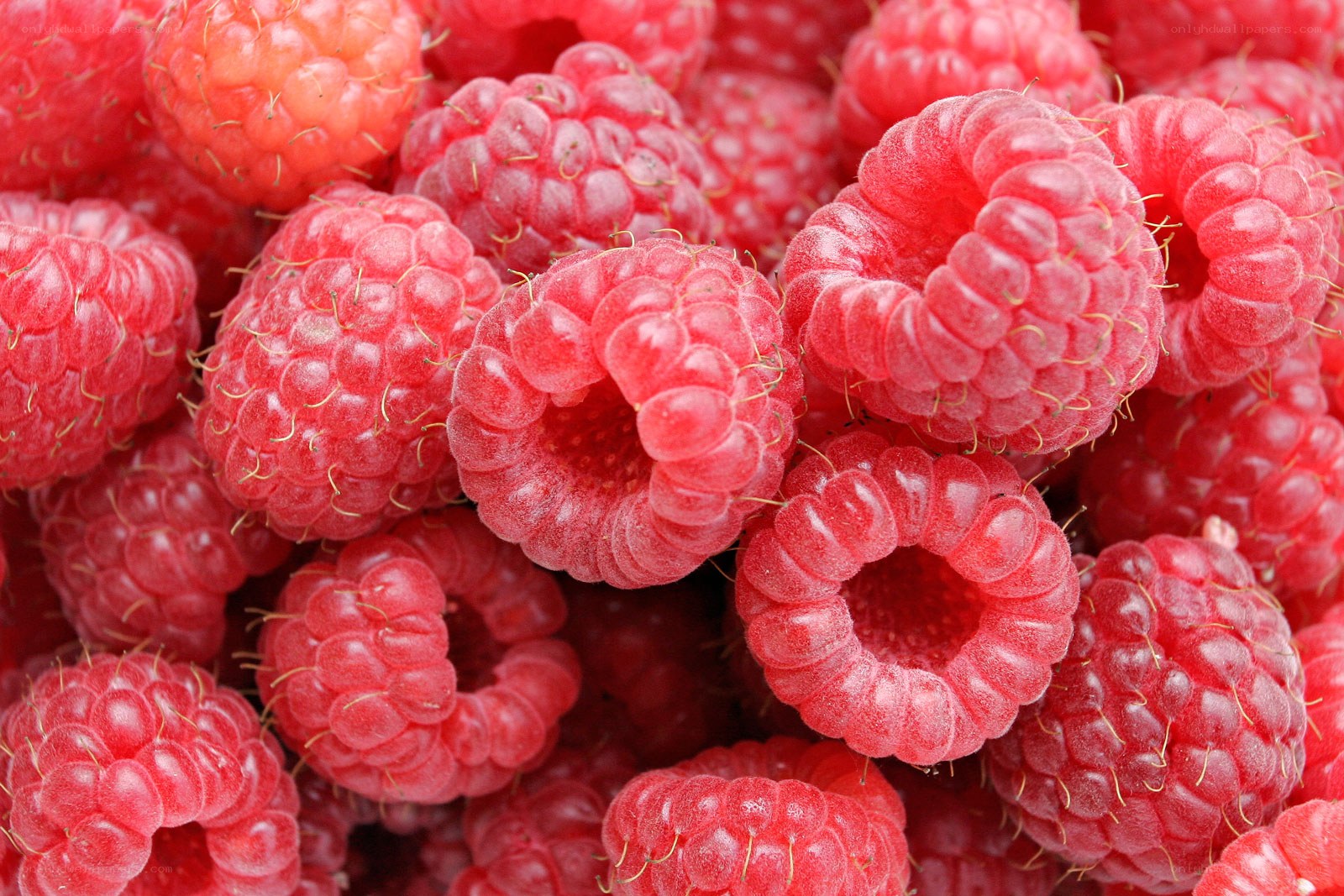 Fresh red raspberries