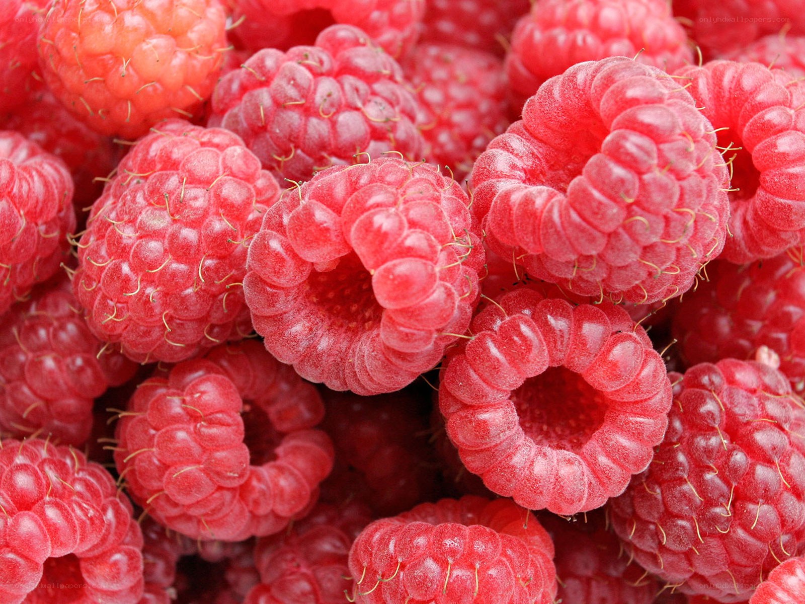 Fresh red raspberries