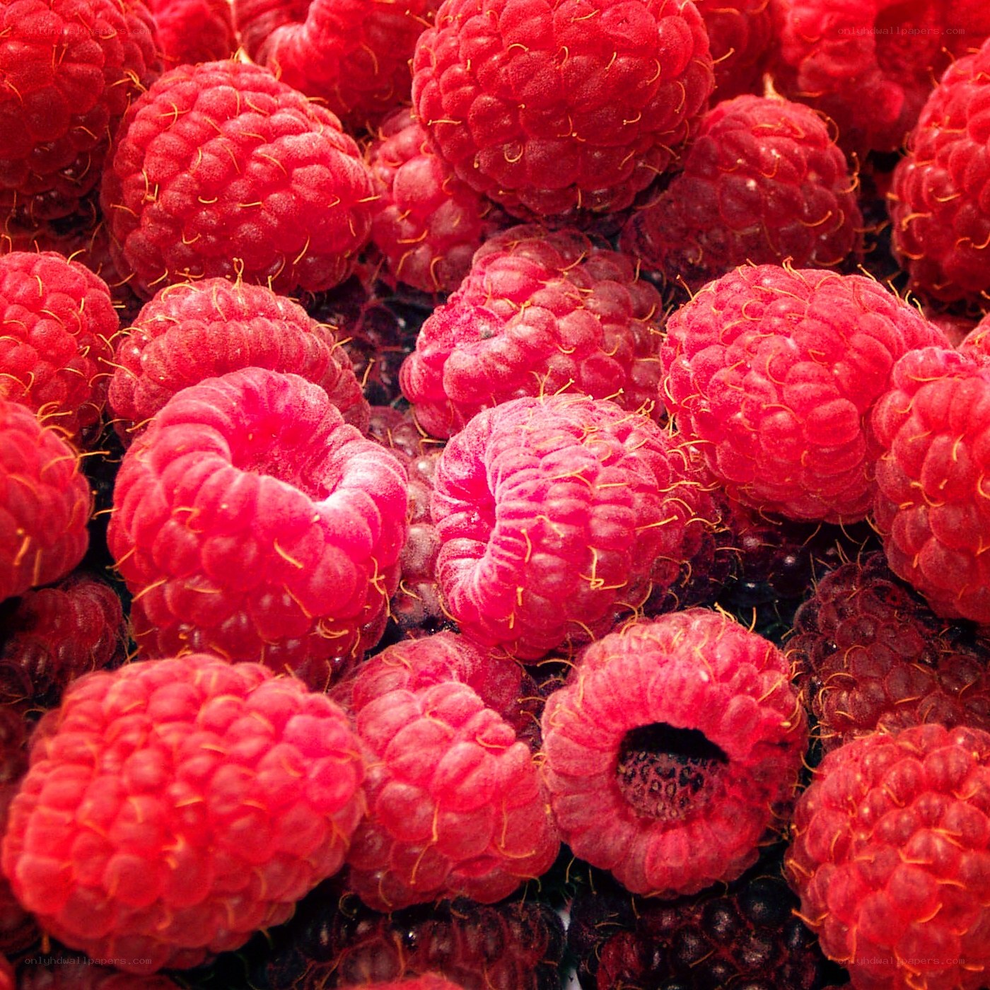Fresh red raspberries