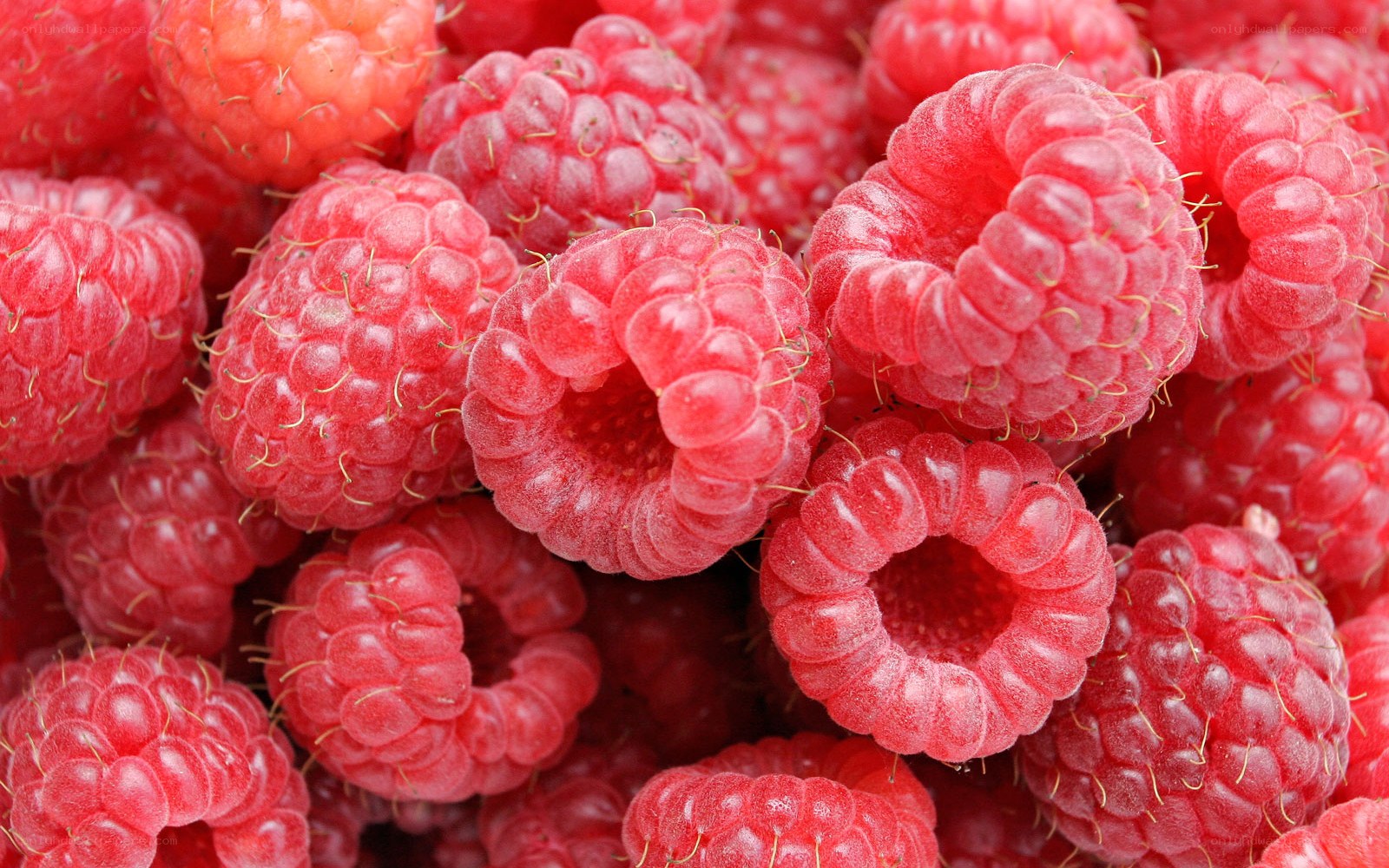 Fresh red raspberries