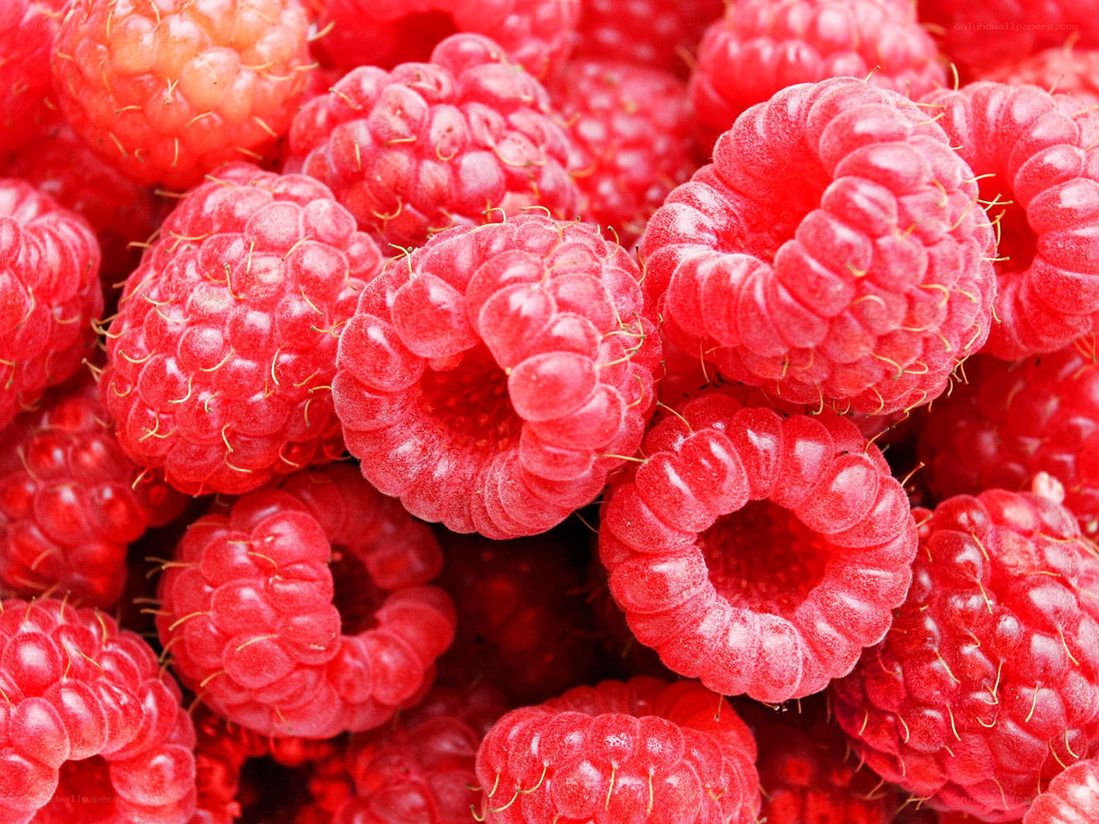 Fresh red raspberries