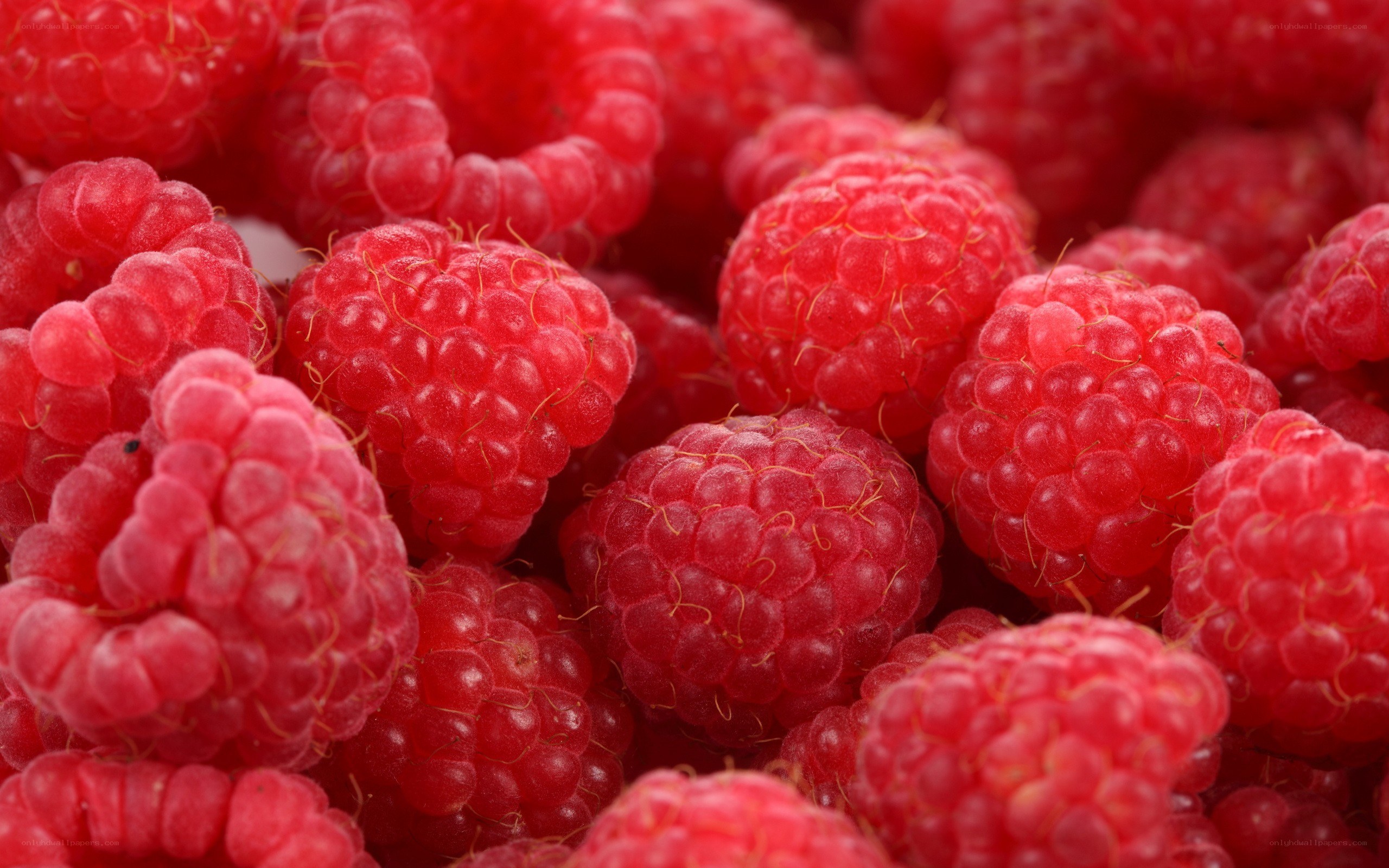 Fresh red raspberries