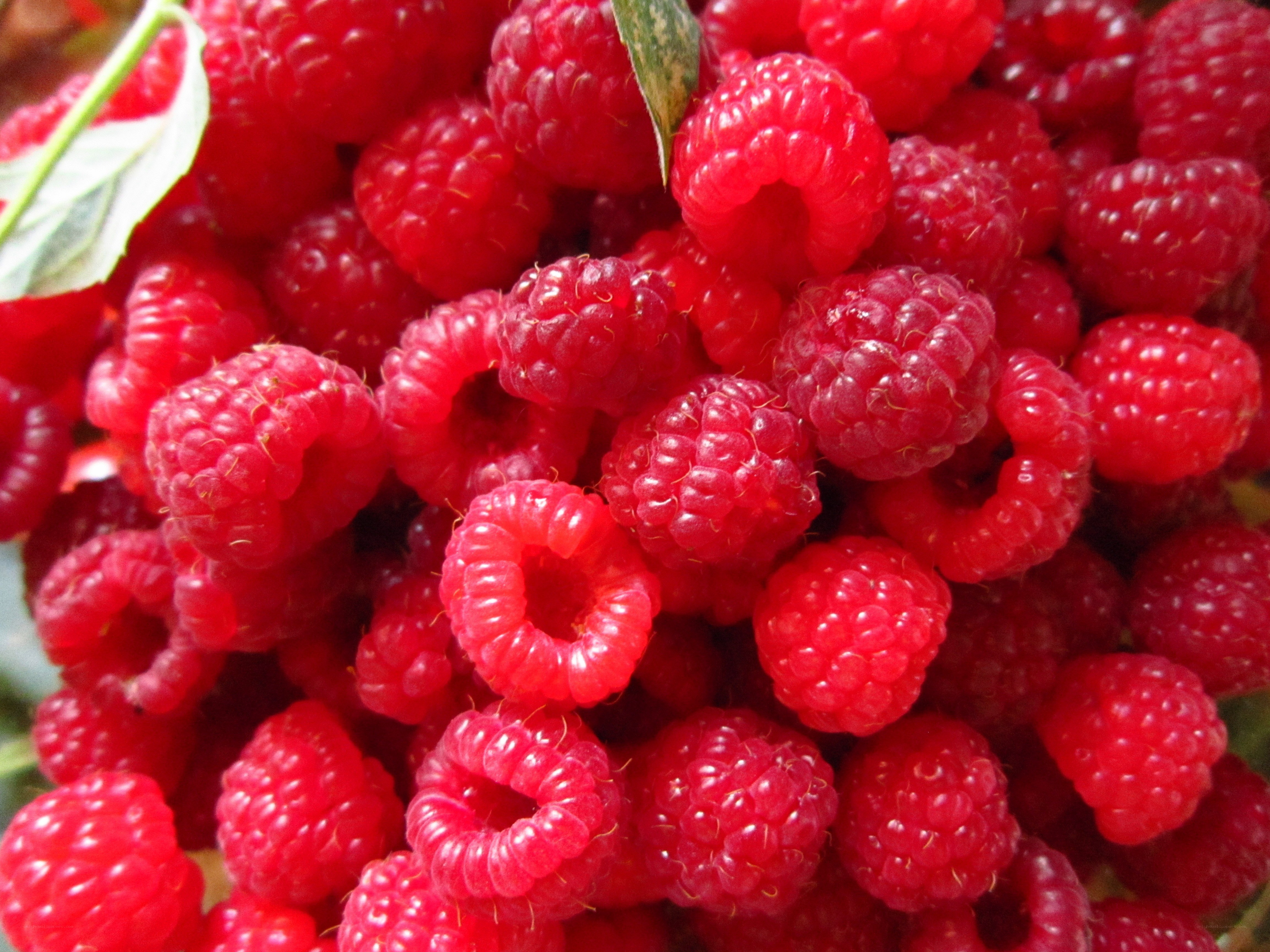 Fresh red raspberries