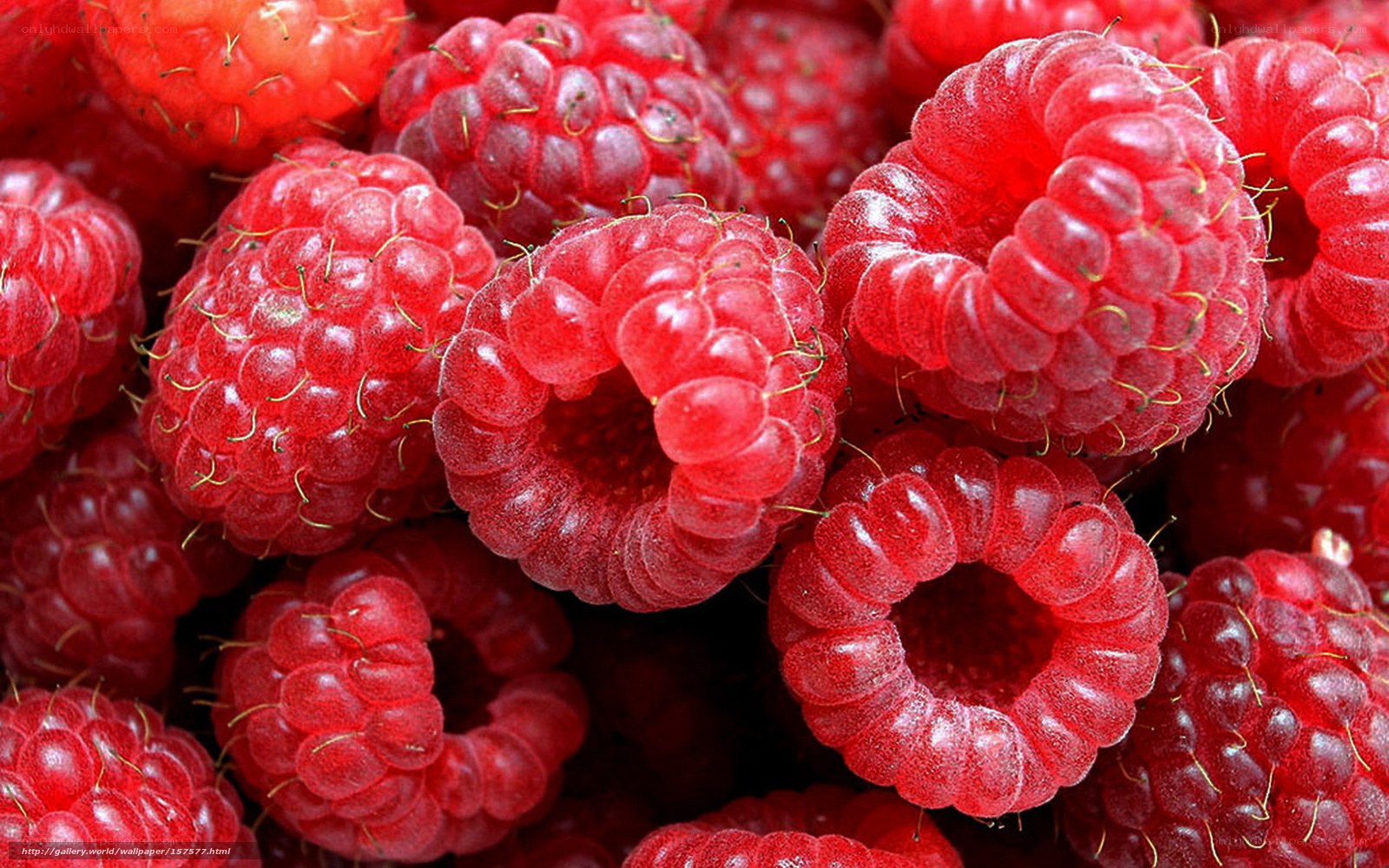 Fresh red raspberries