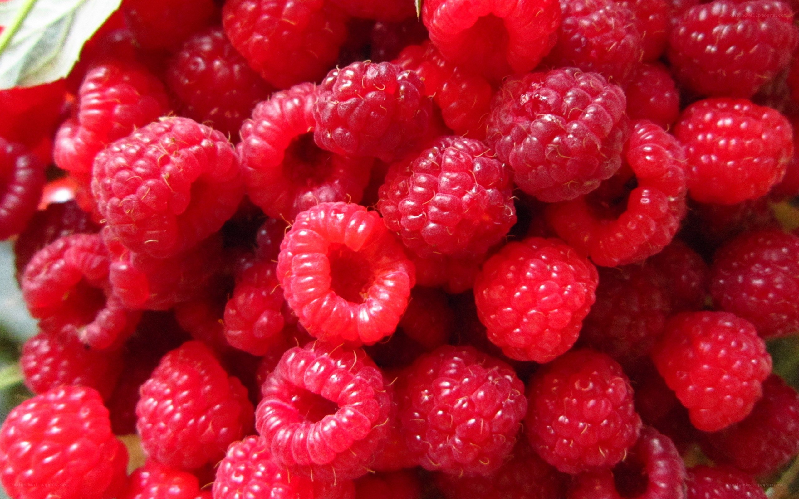 Fresh red raspberries