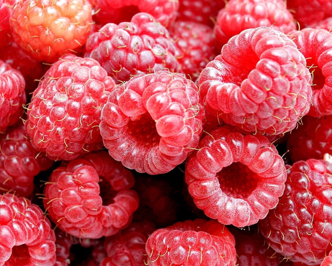 Fresh red raspberries