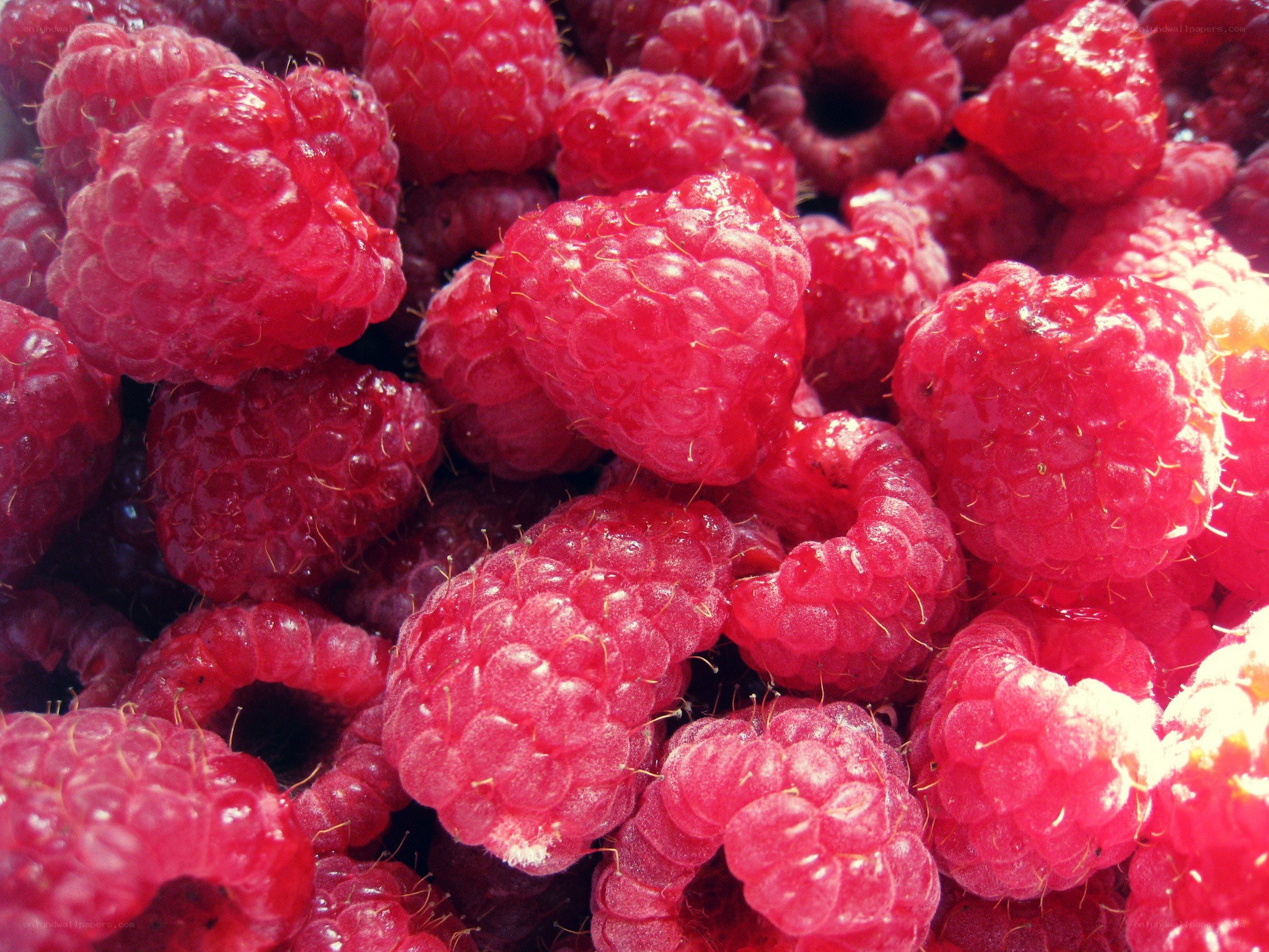 Fresh red raspberries