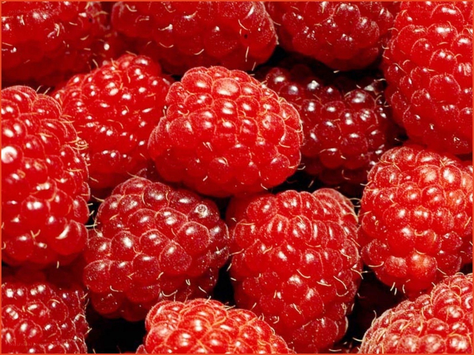 Fresh red raspberries