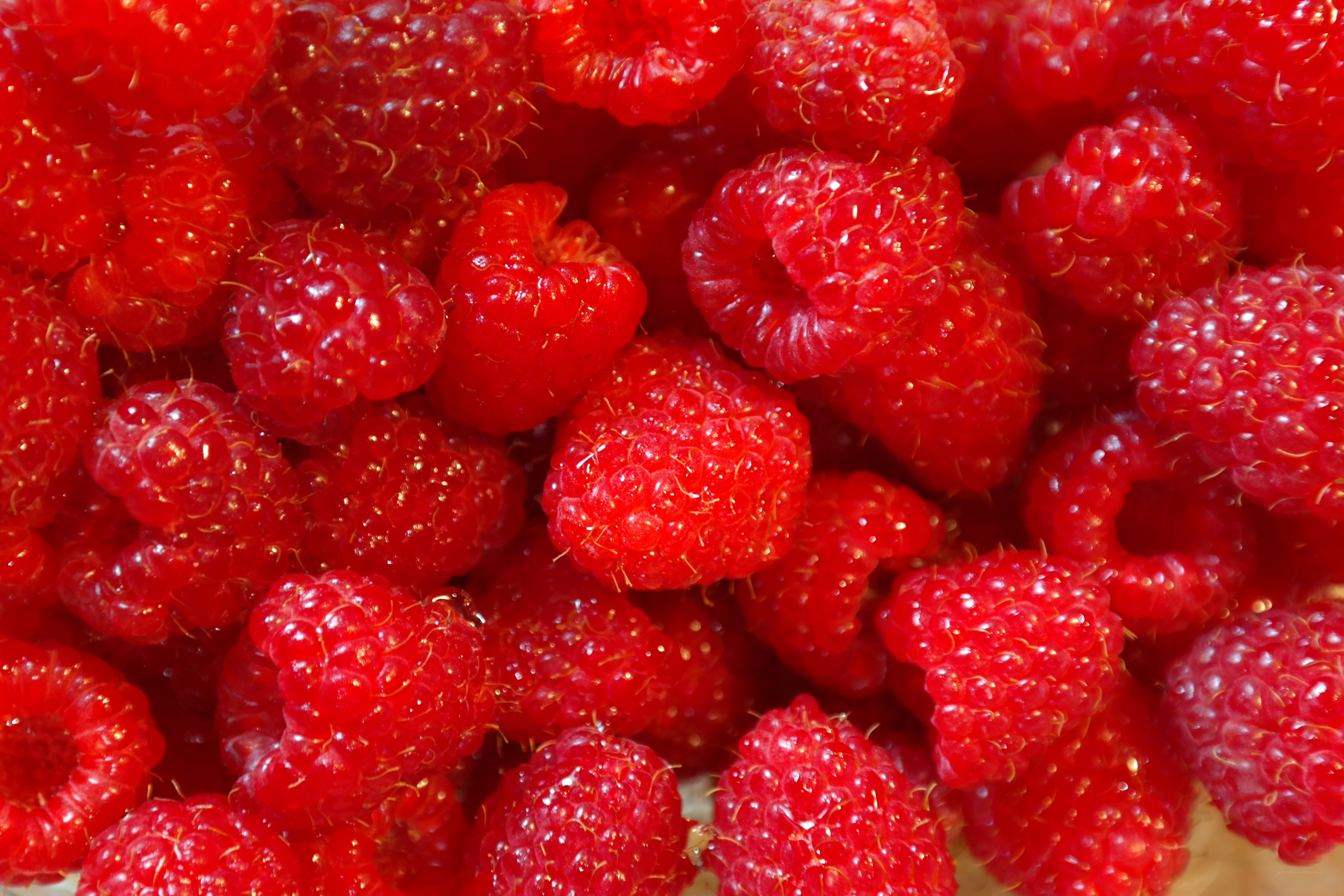 Fresh red raspberries