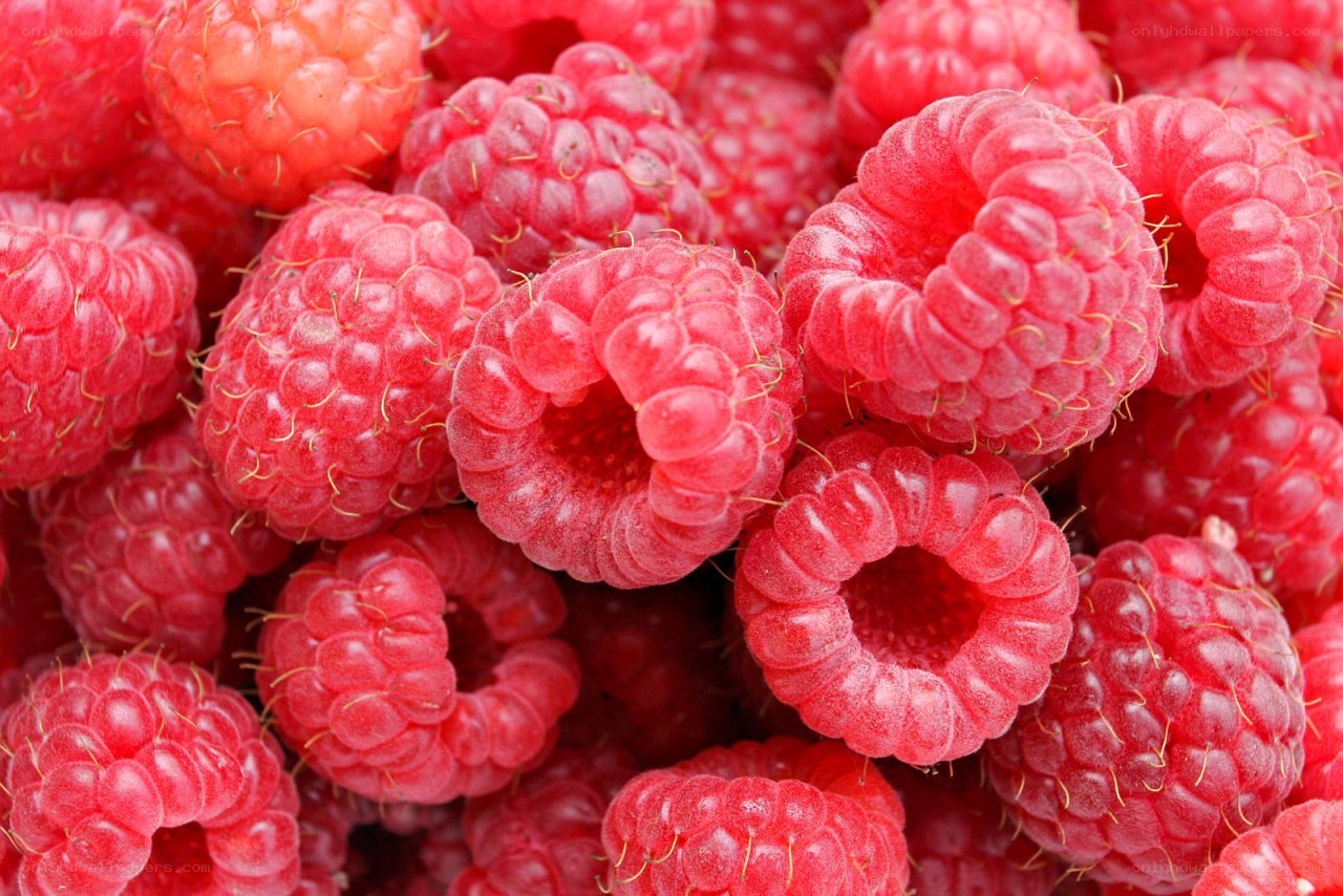 Fresh red raspberries close-up
