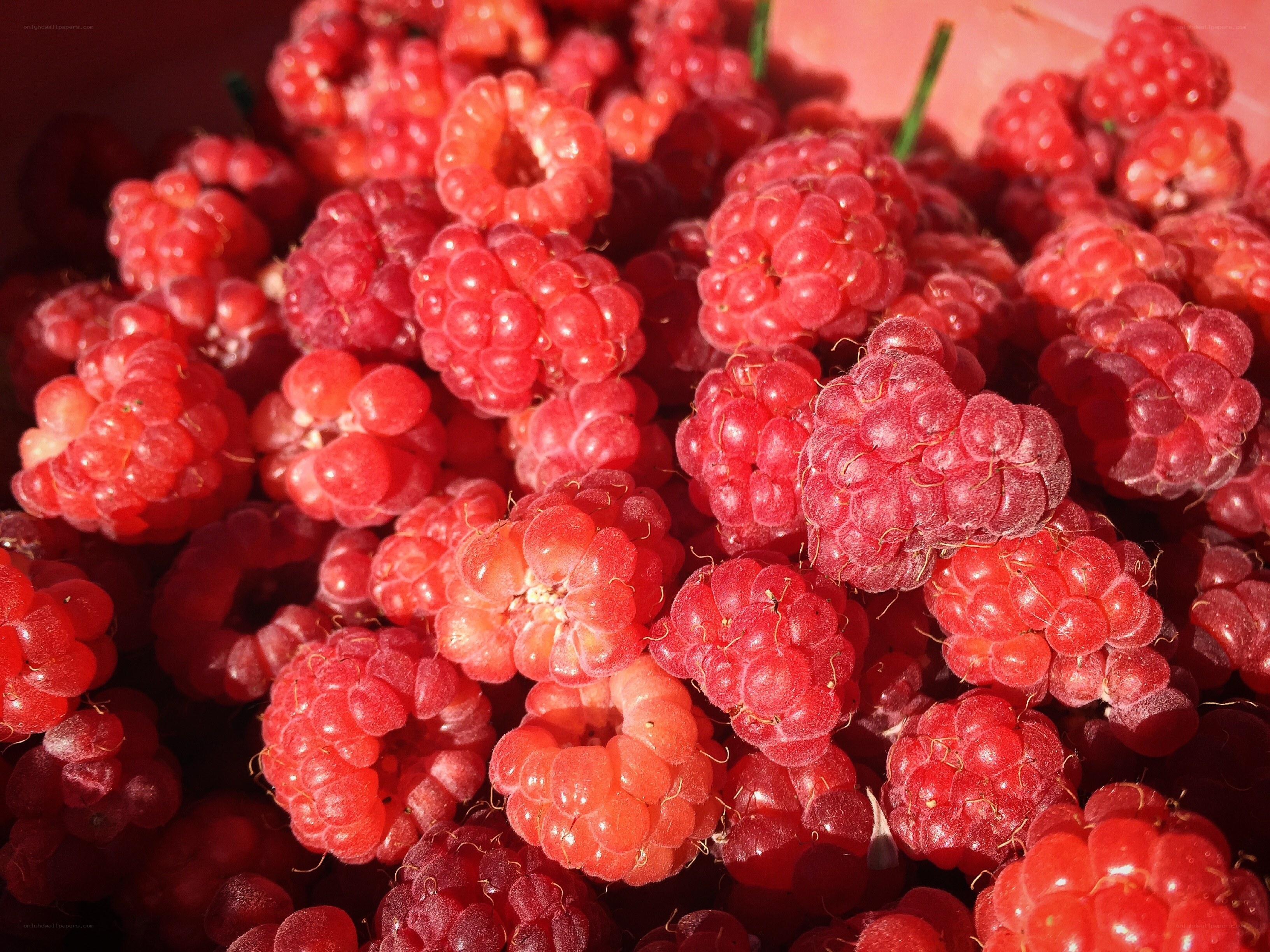 Fresh red raspberries in a pile