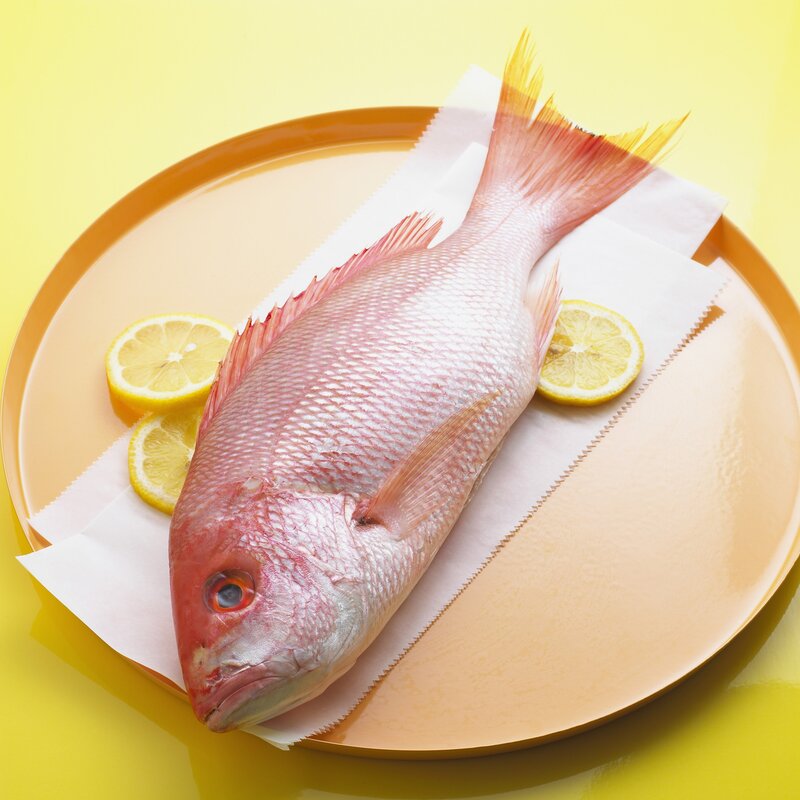 Fresh red snapper fish