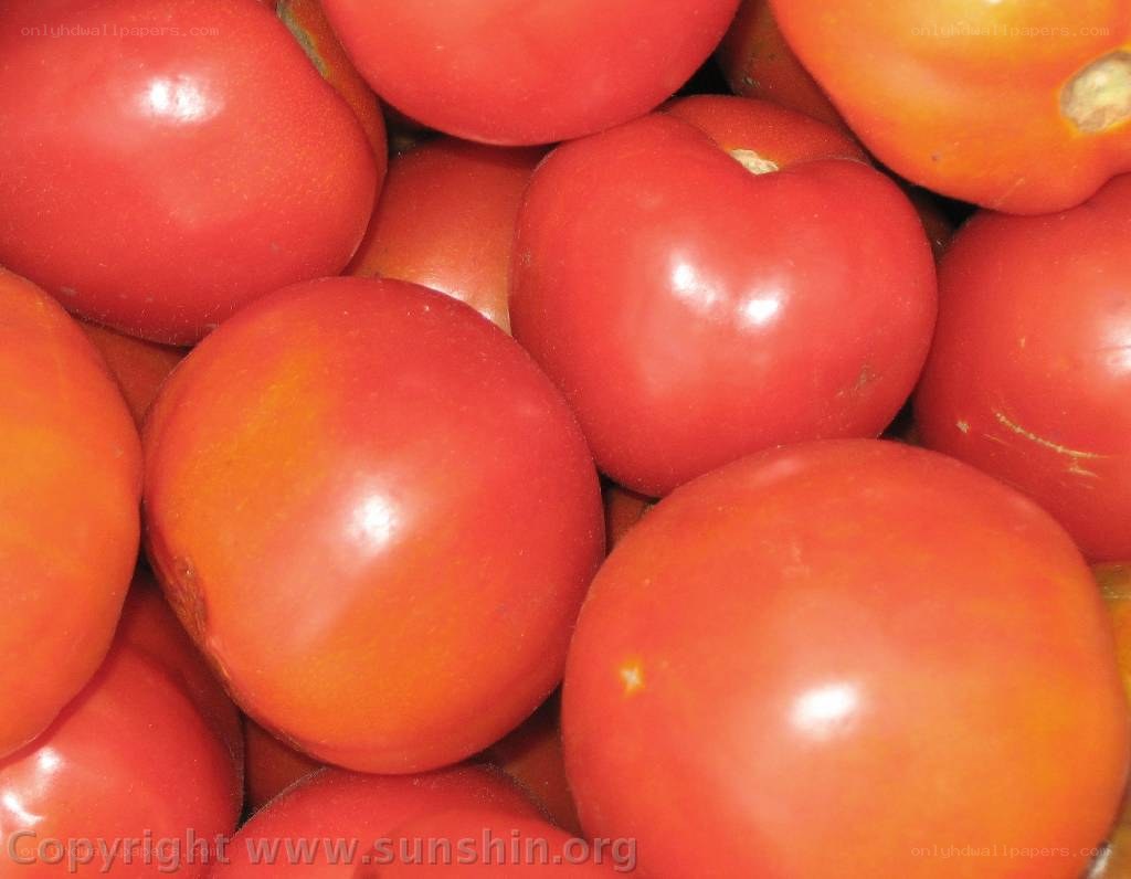 Fresh red tomatoes in a pile