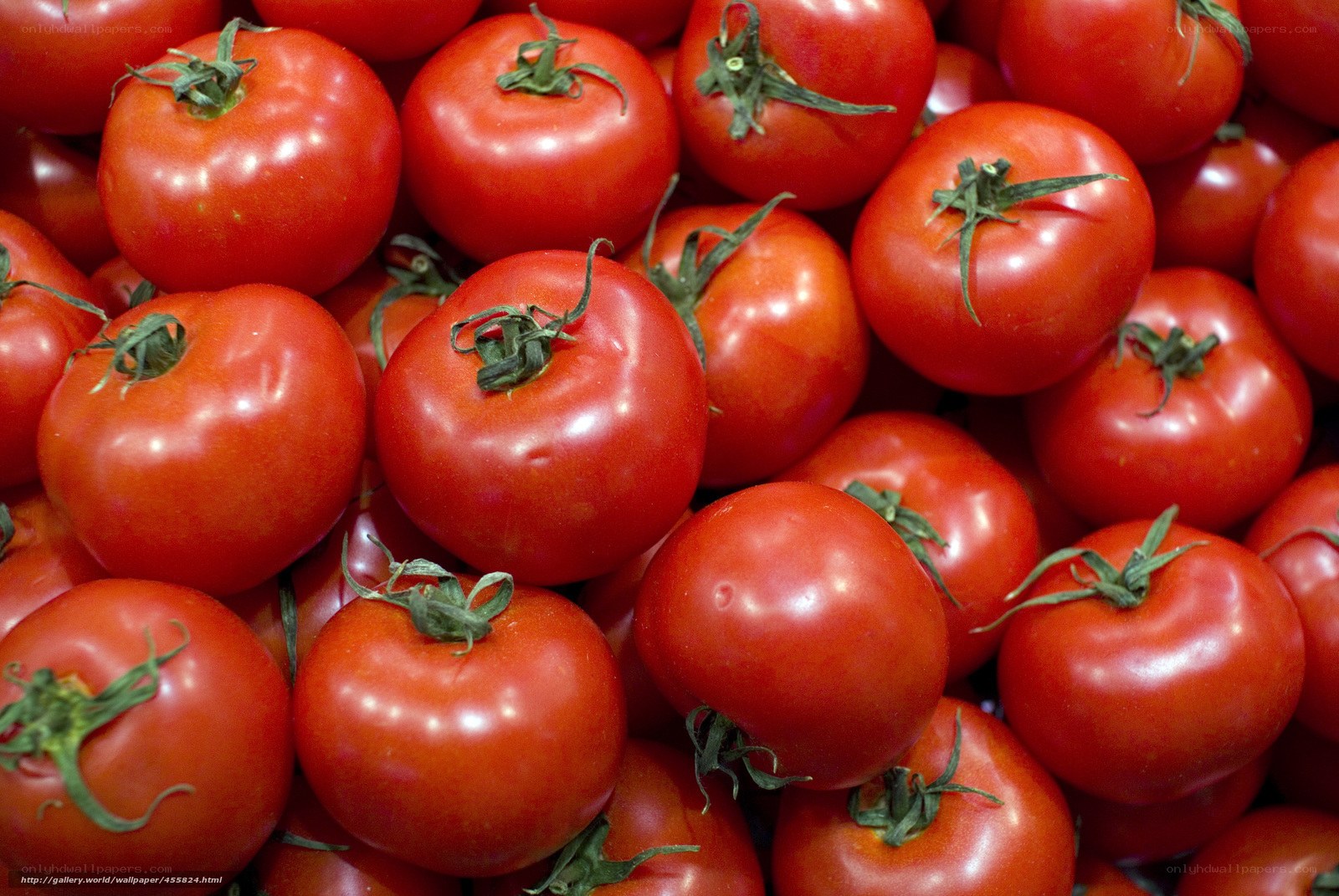 Fresh red tomatoes in a pile
