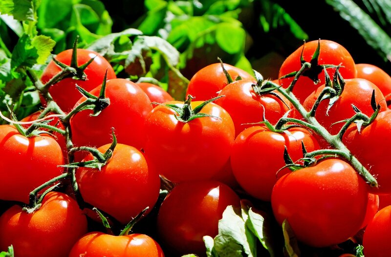 Fresh red tomatoes on the vine