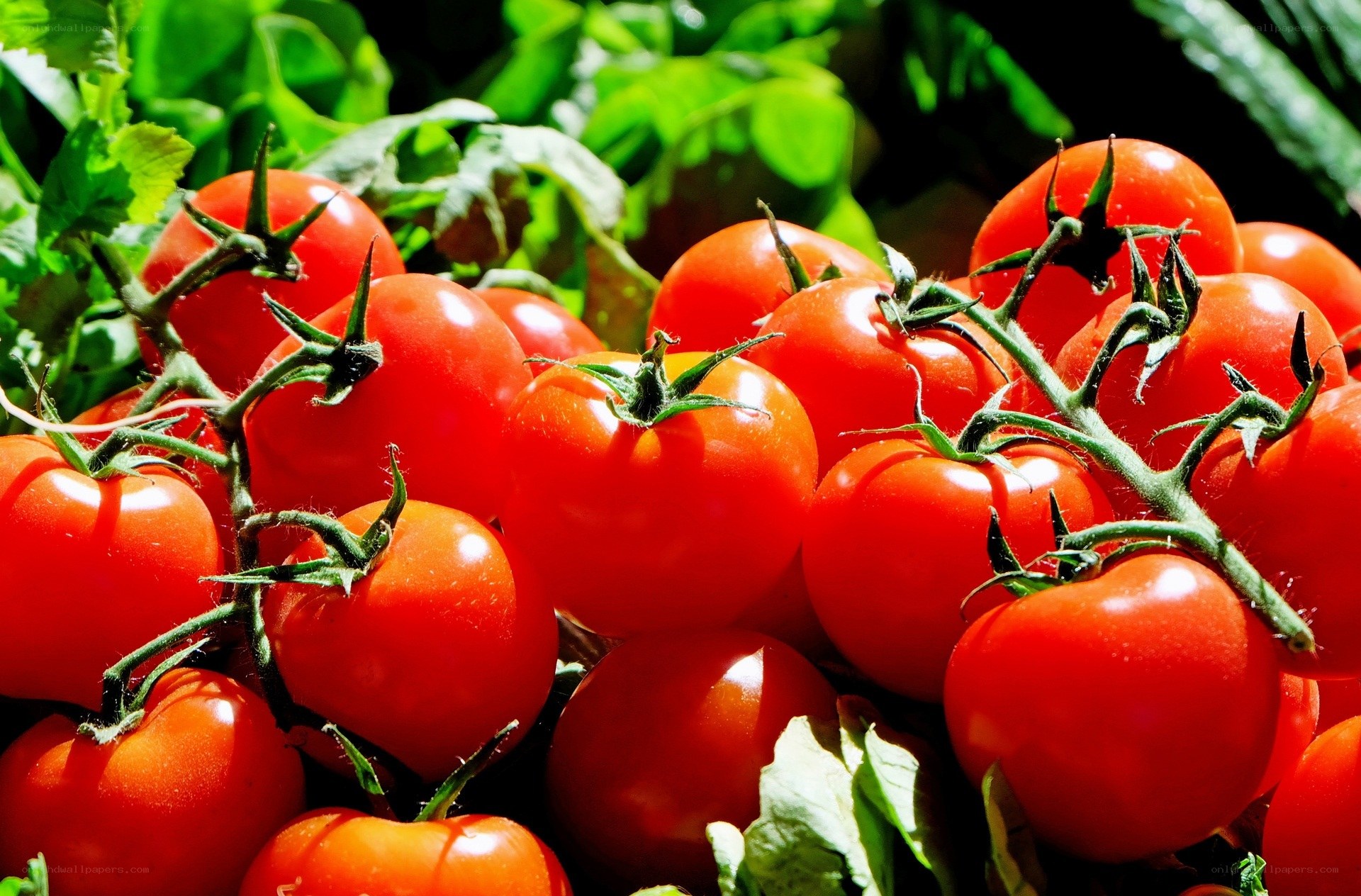 Fresh red tomatoes on the vine