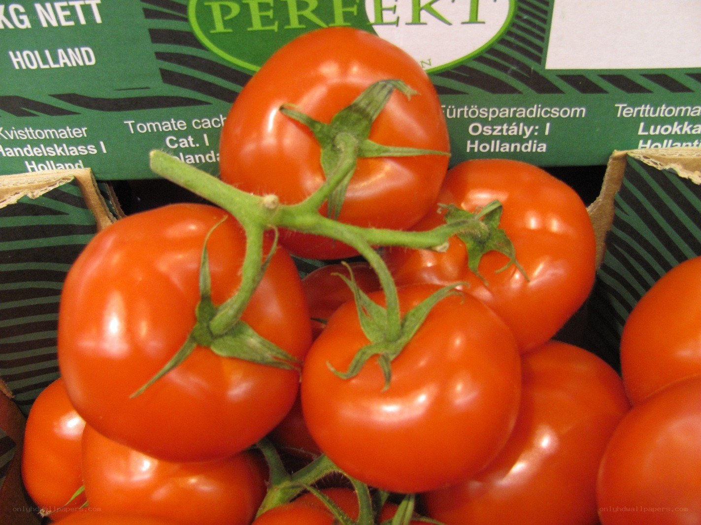 Fresh red tomatoes on vine