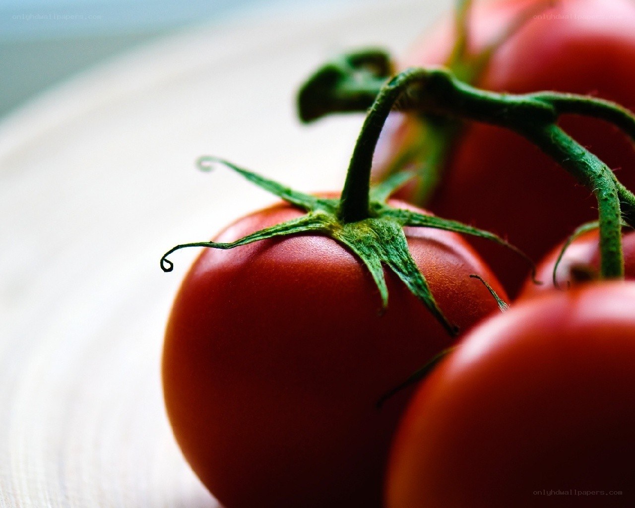Fresh red tomatoes on vine