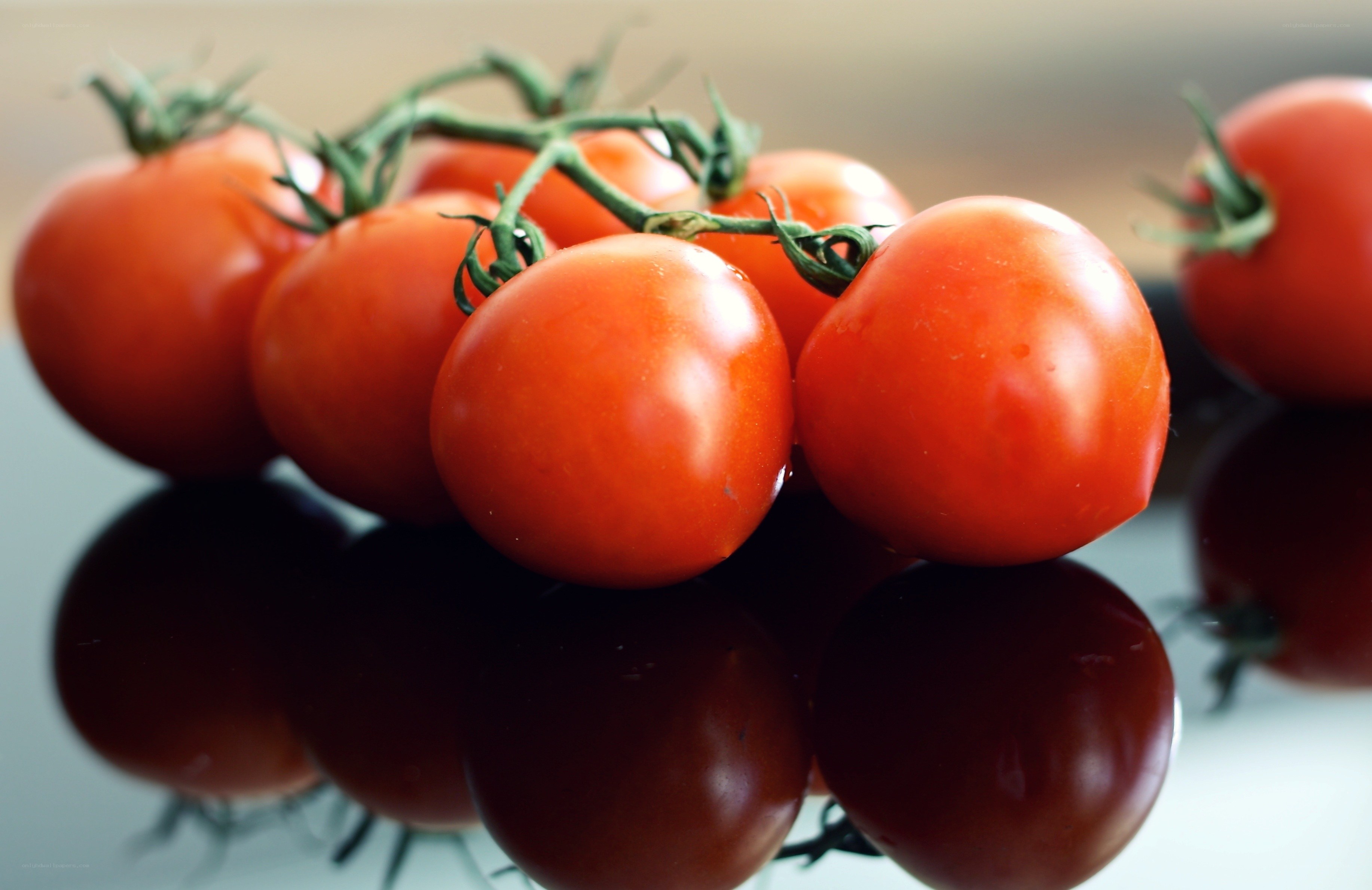 Fresh red tomatoes on vine
