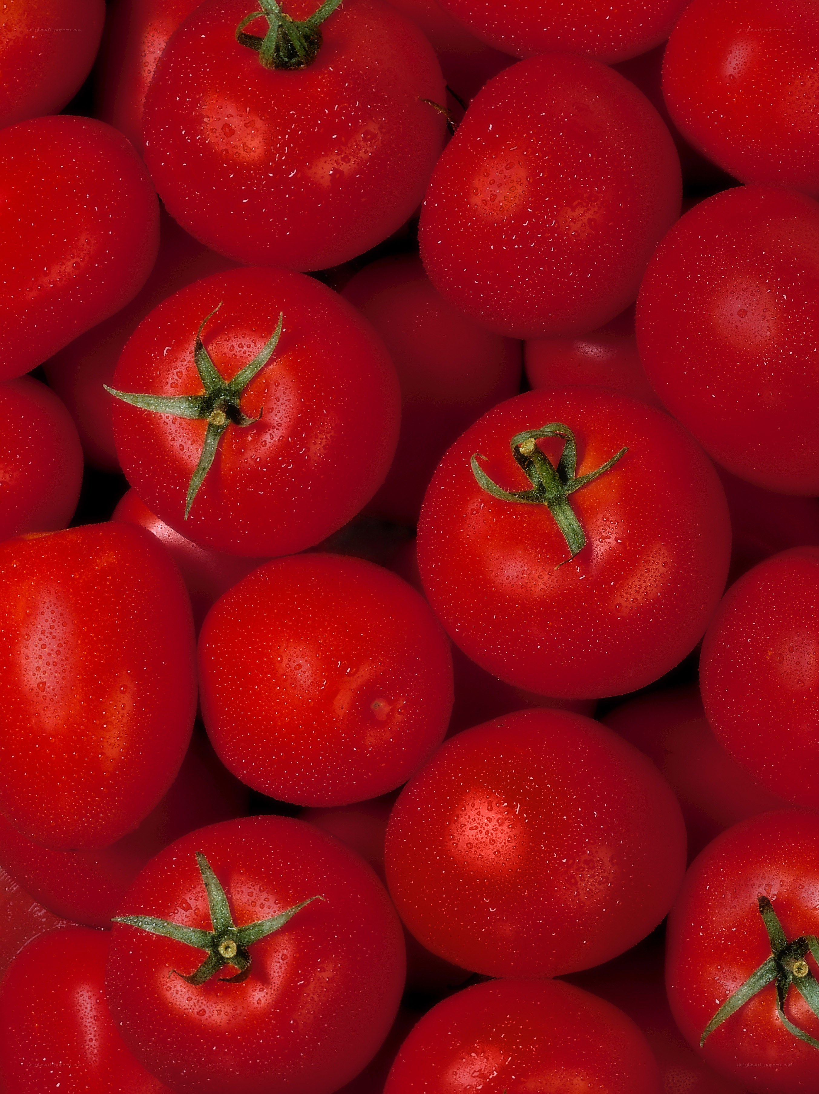 Fresh red tomatoes with water droplets