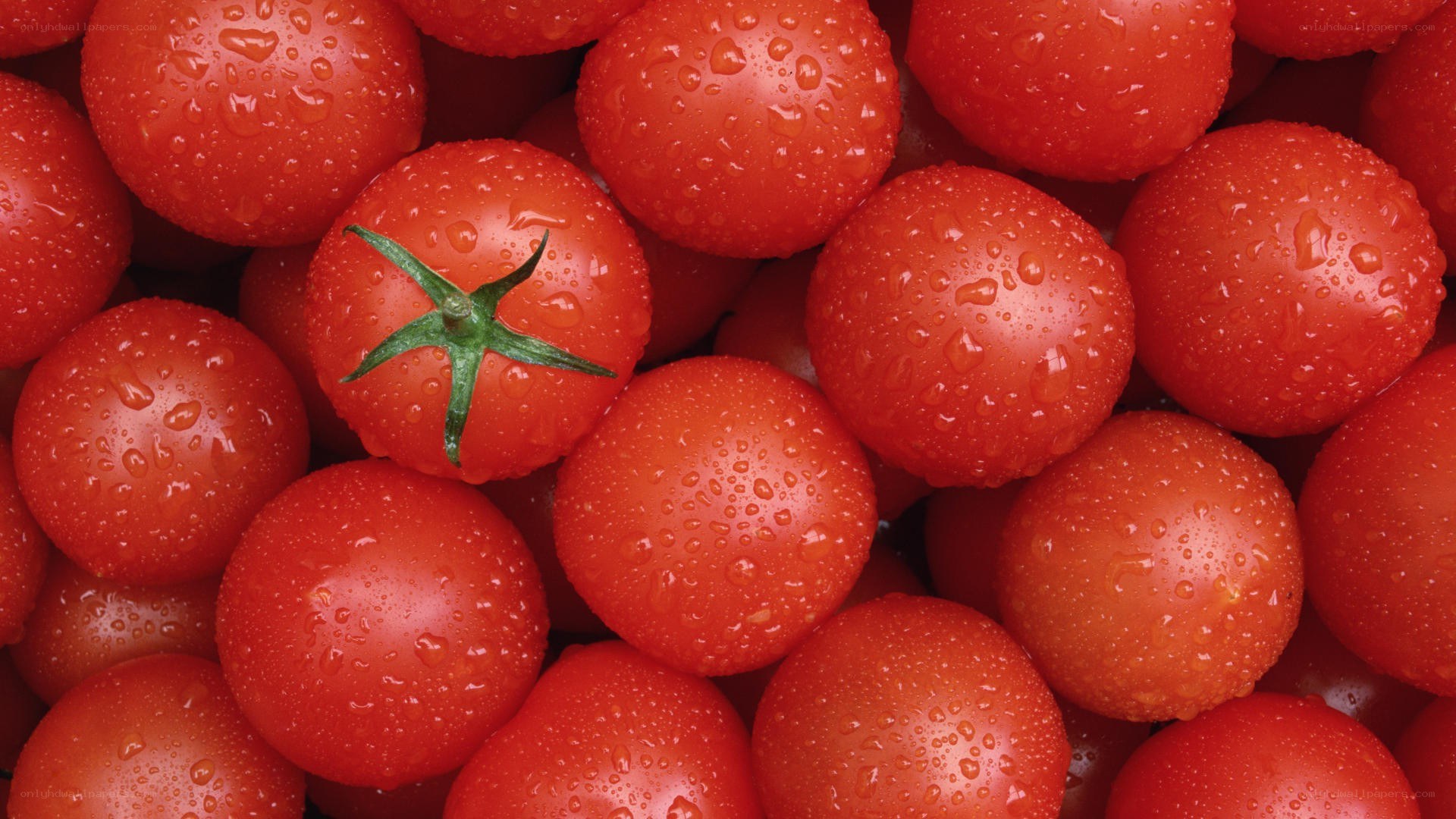Fresh red tomatoes with water droplets