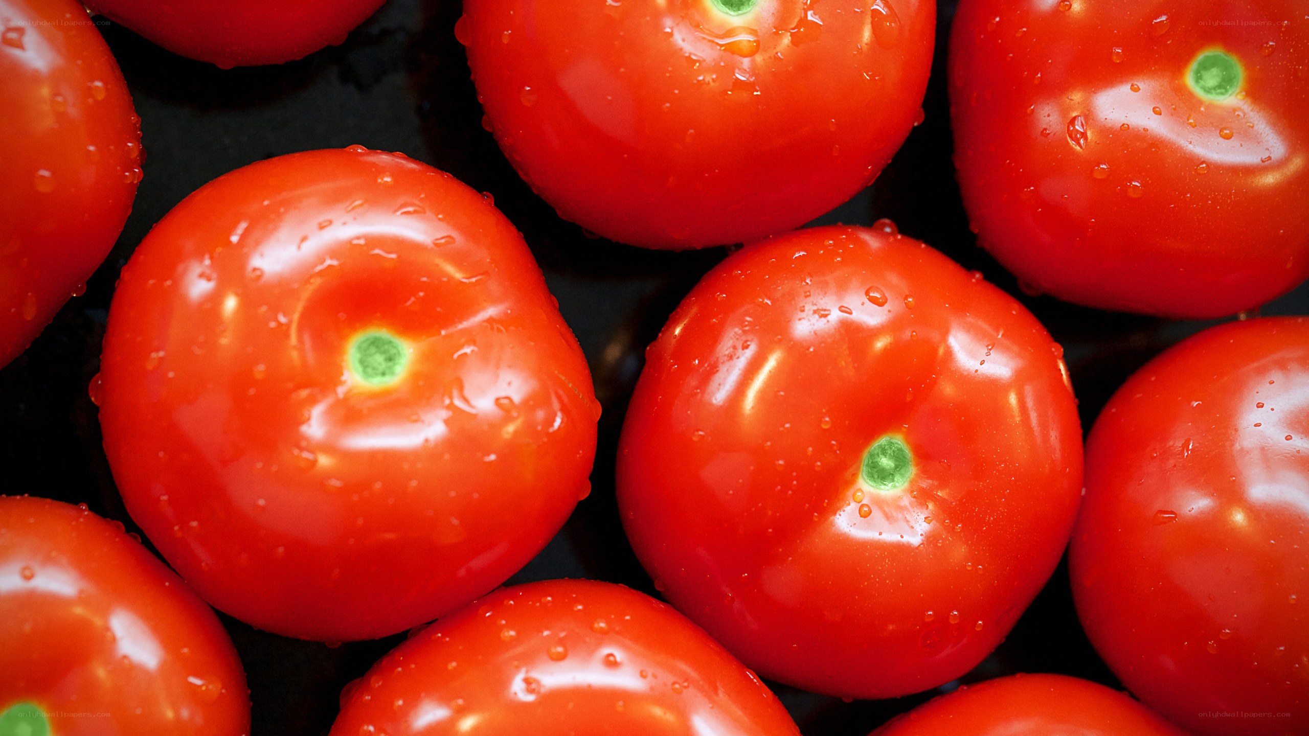 Fresh red tomatoes with water droplets