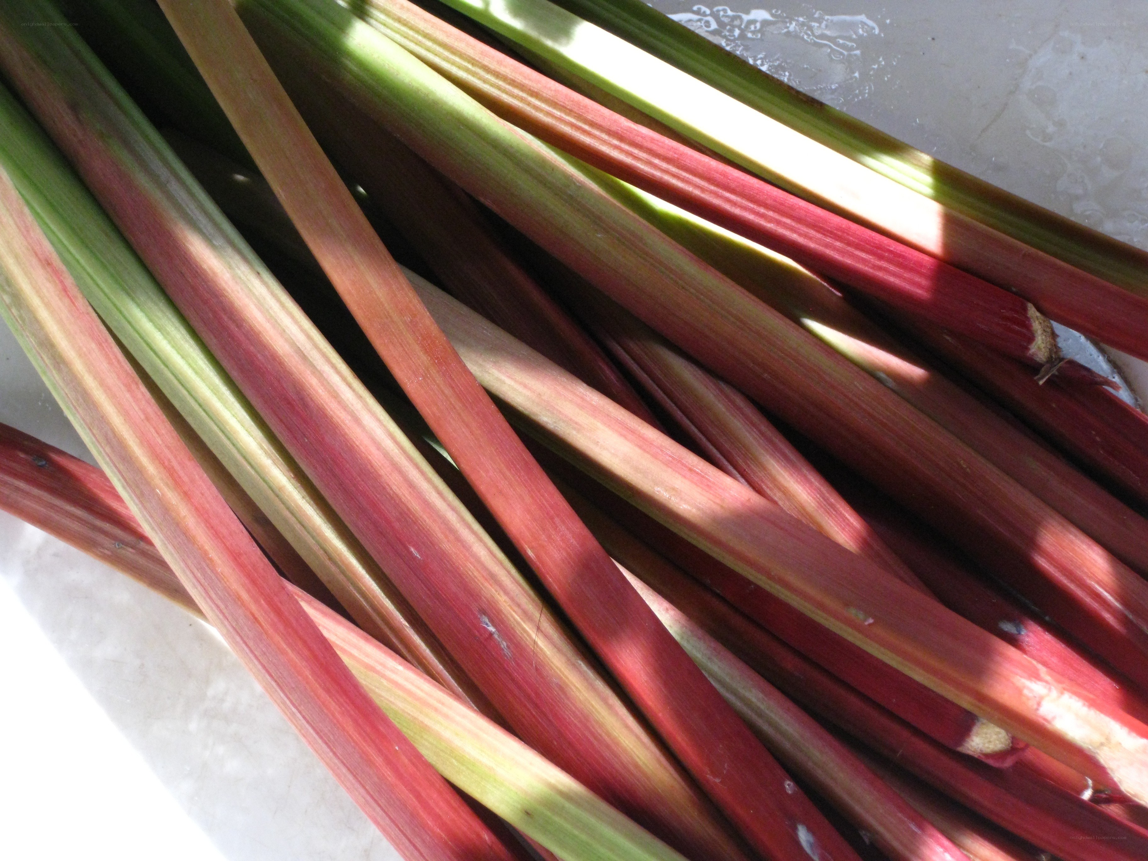 Fresh rhubarb stalks