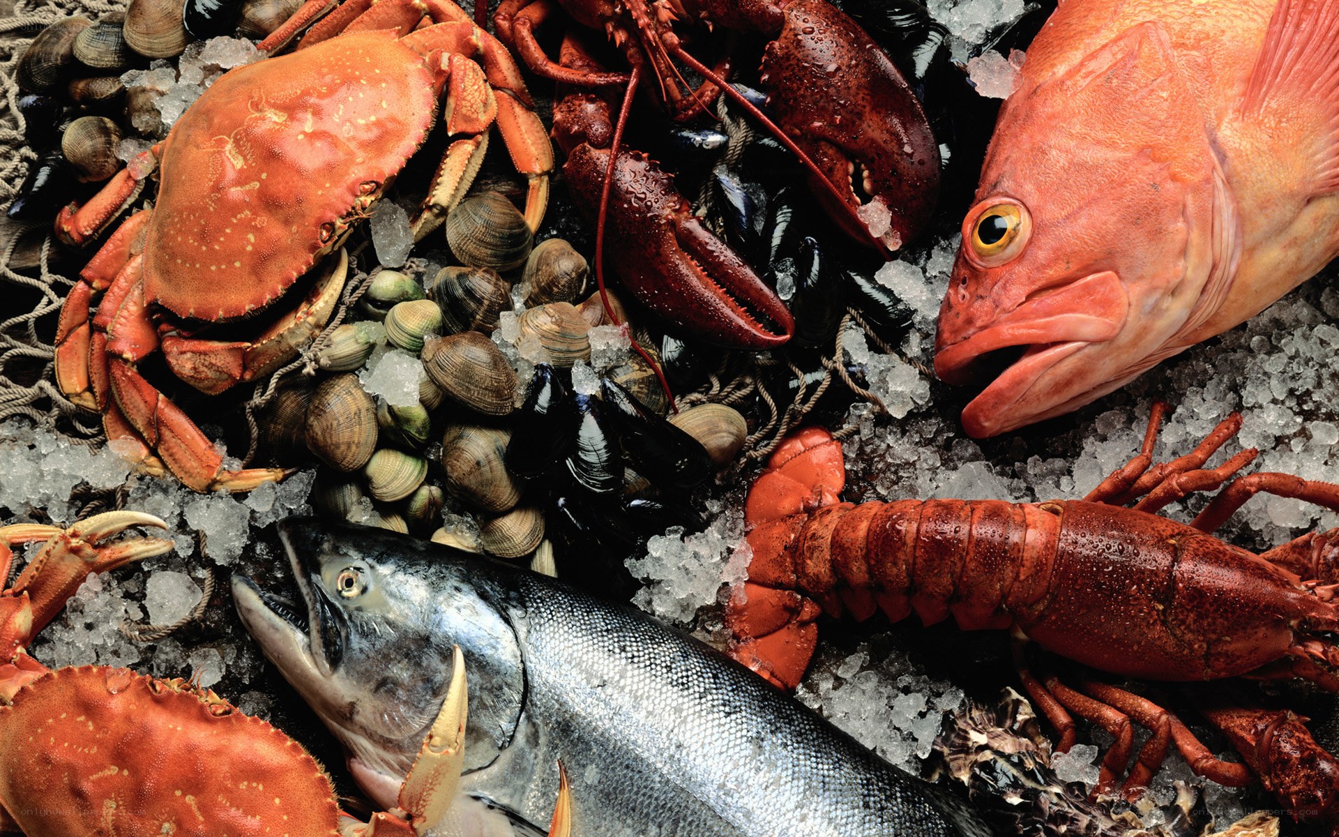 Fresh seafood on ice display