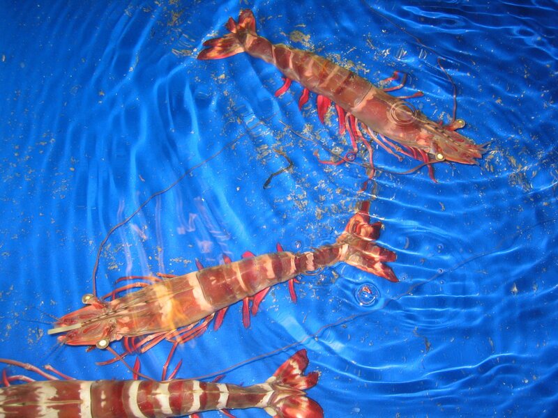 Fresh shrimp in water