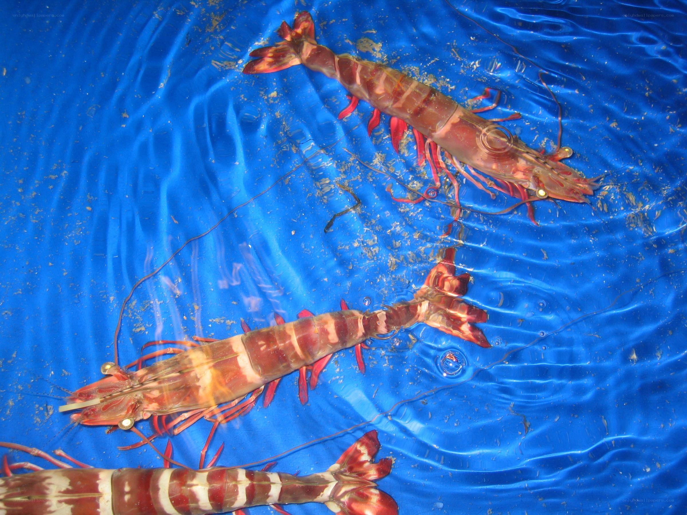 Fresh shrimp in water