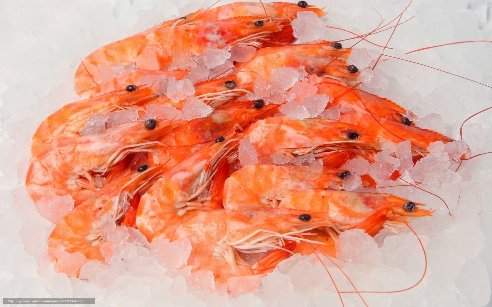 Fresh shrimp on ice