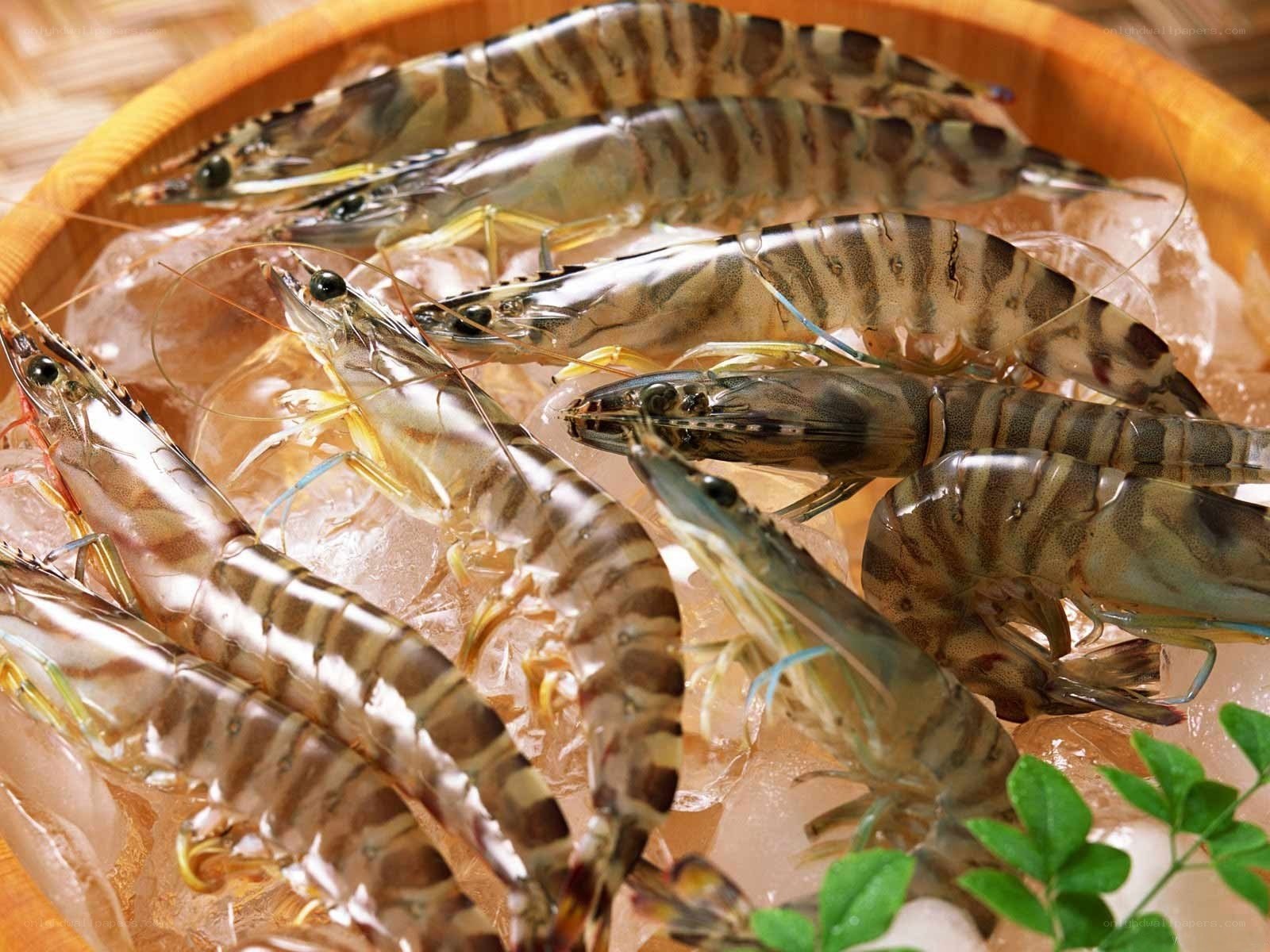 Fresh shrimp on ice