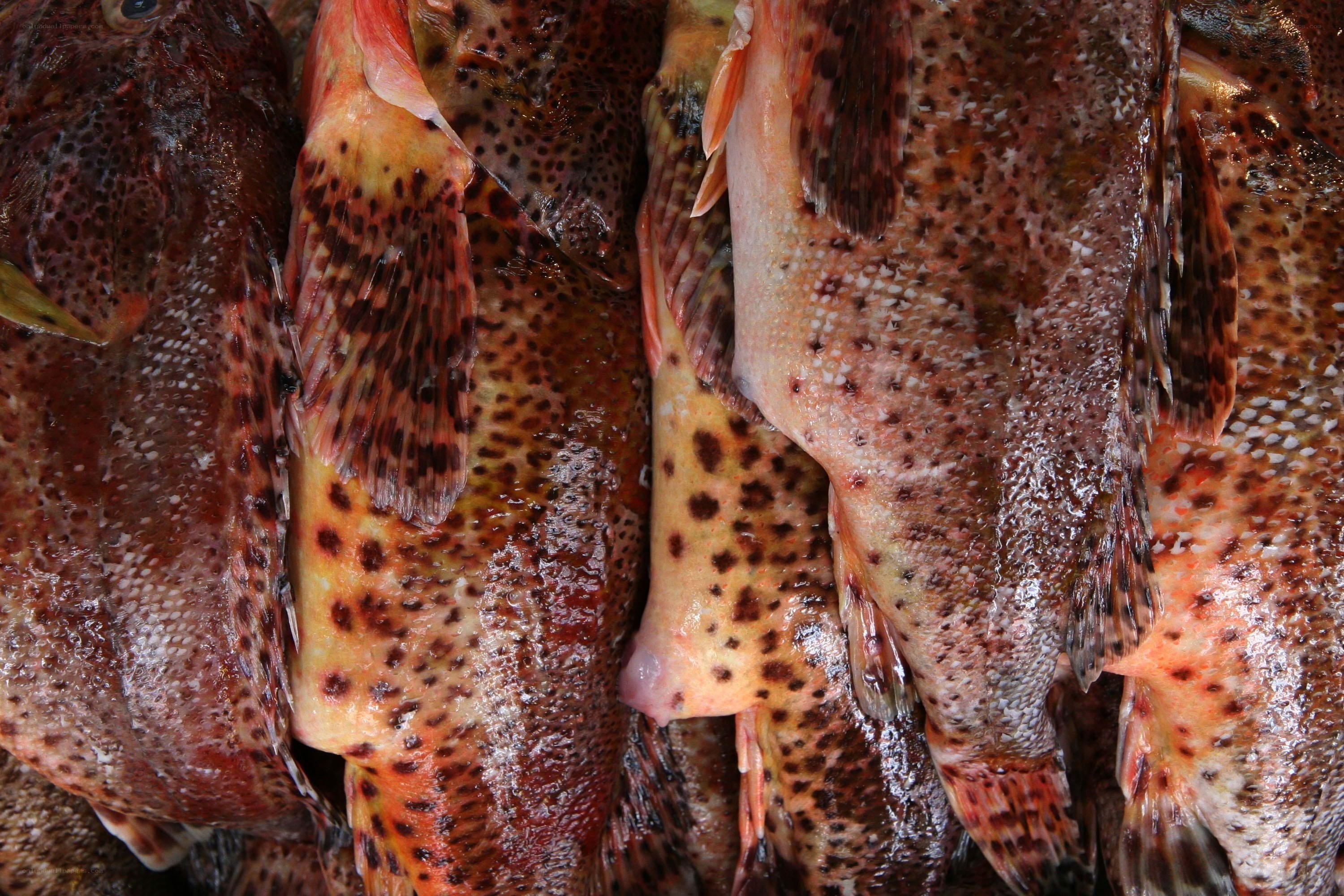 Fresh spotted fish at market