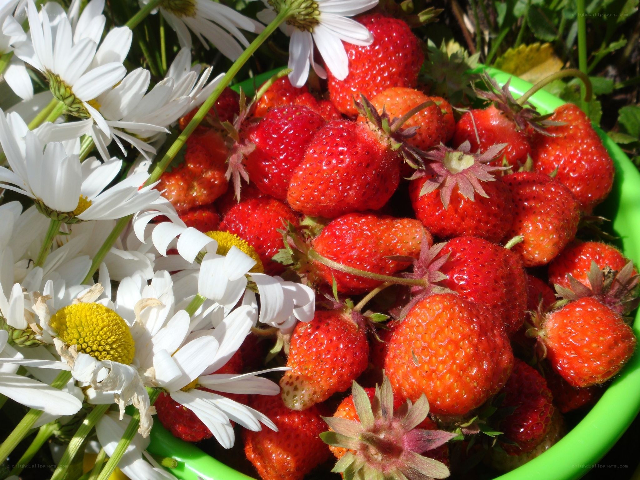 Fresh strawberries and daisies
