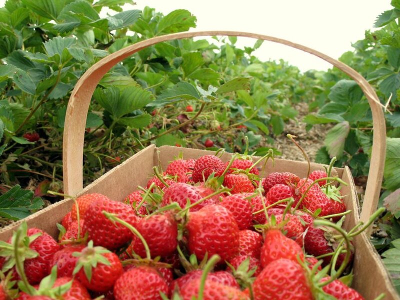 Fresh strawberries in a basket
