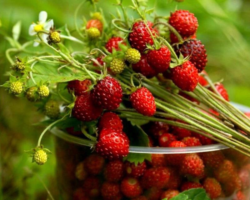 Fresh strawberries in a bowl