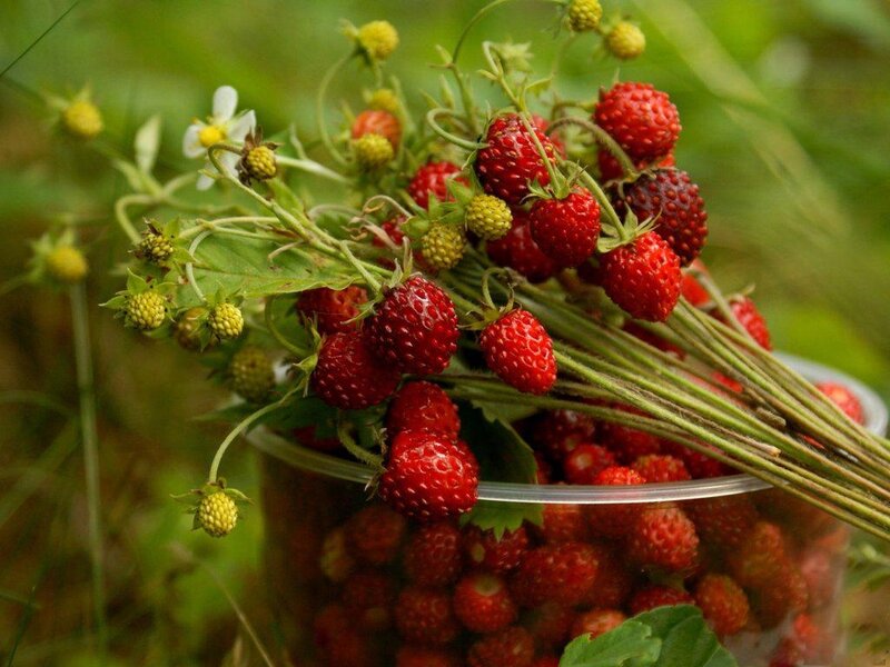 Fresh Strawberries in a Container — Red
