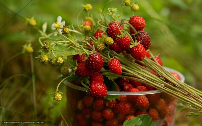 Fresh strawberries in a container