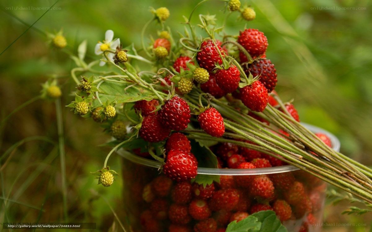 Fresh strawberries in a container