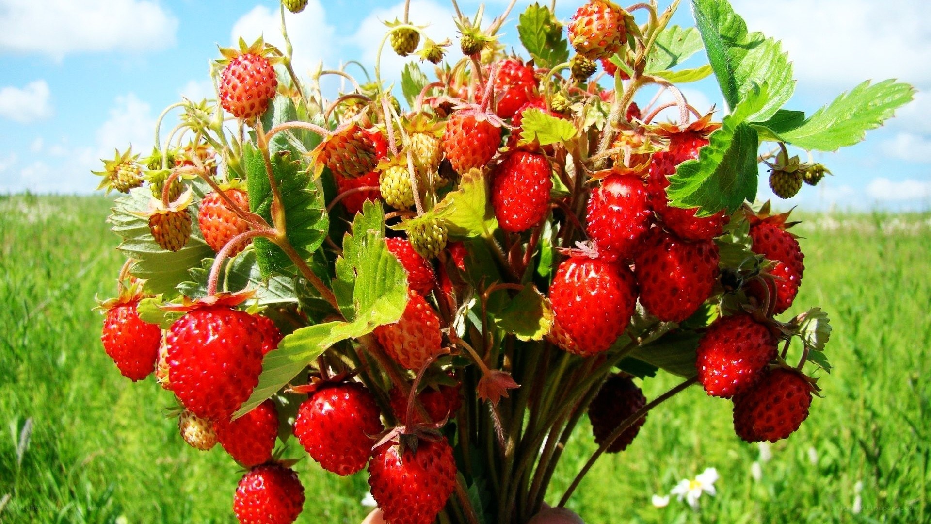 Fresh strawberries in a field