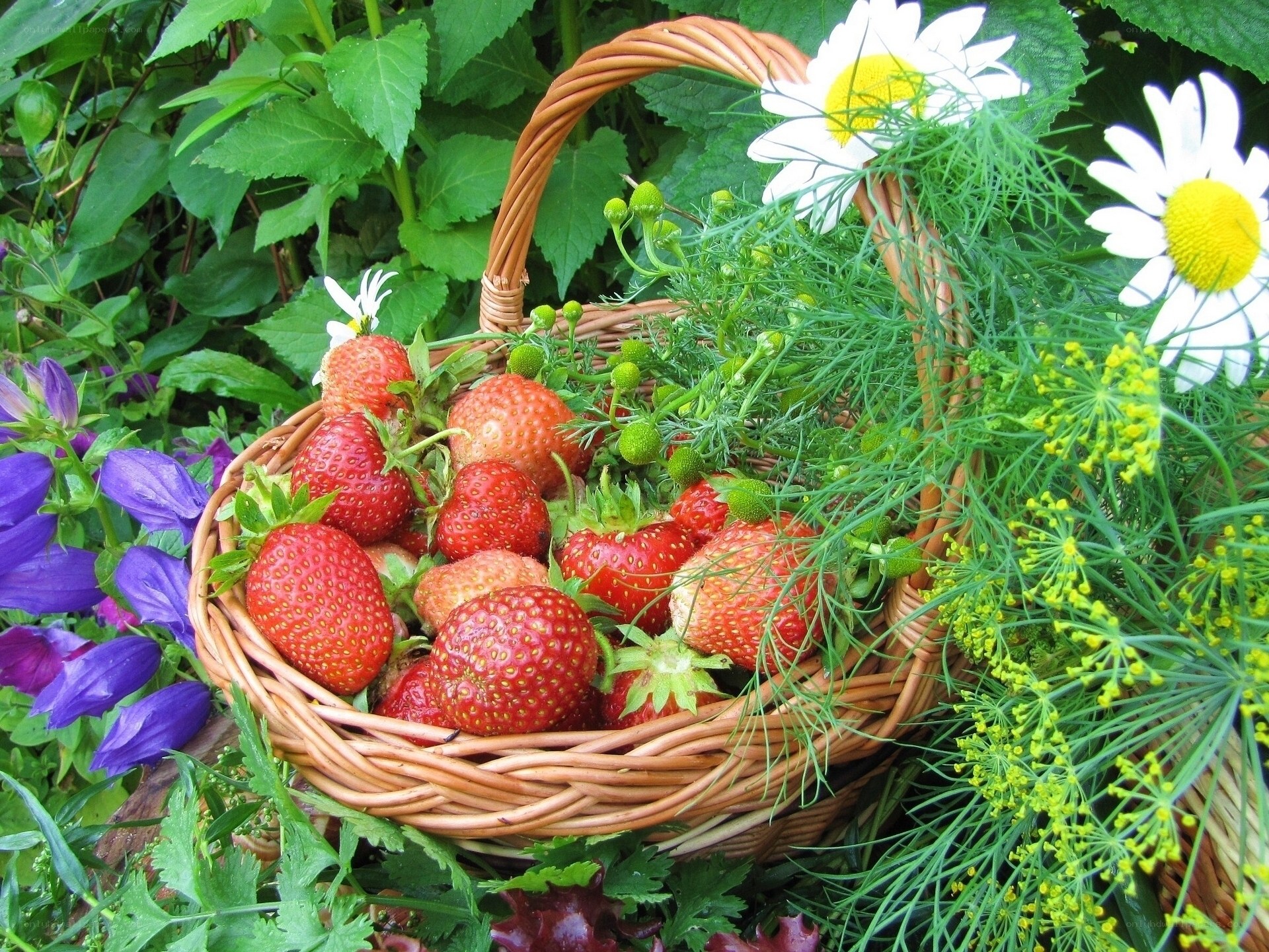 Fresh strawberries in a garden basket