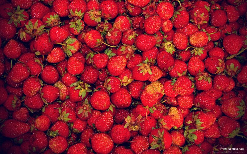 Fresh strawberries in a pile