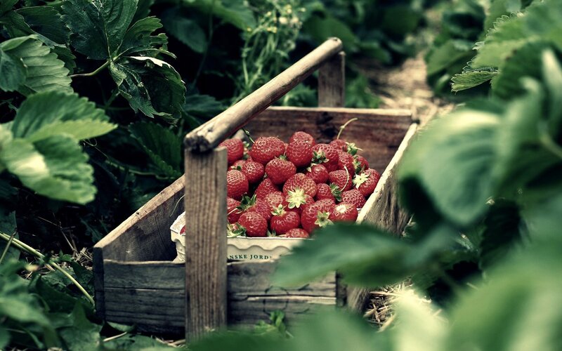 Fresh strawberries in a wooden crate