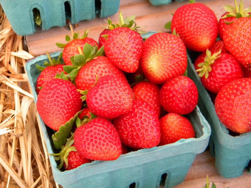 Fresh Strawberries in Cartons — Red