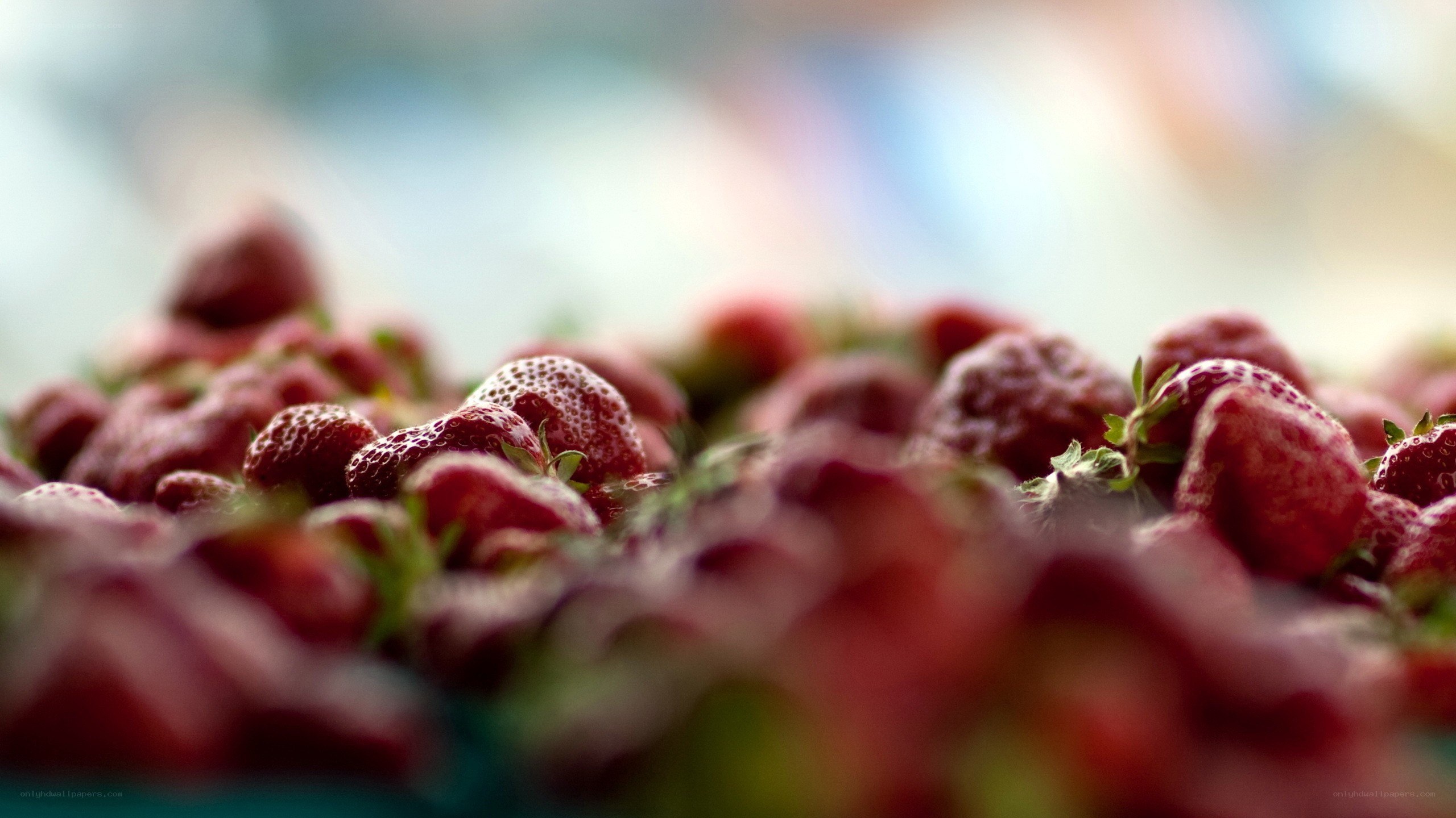 Fresh strawberries in focus